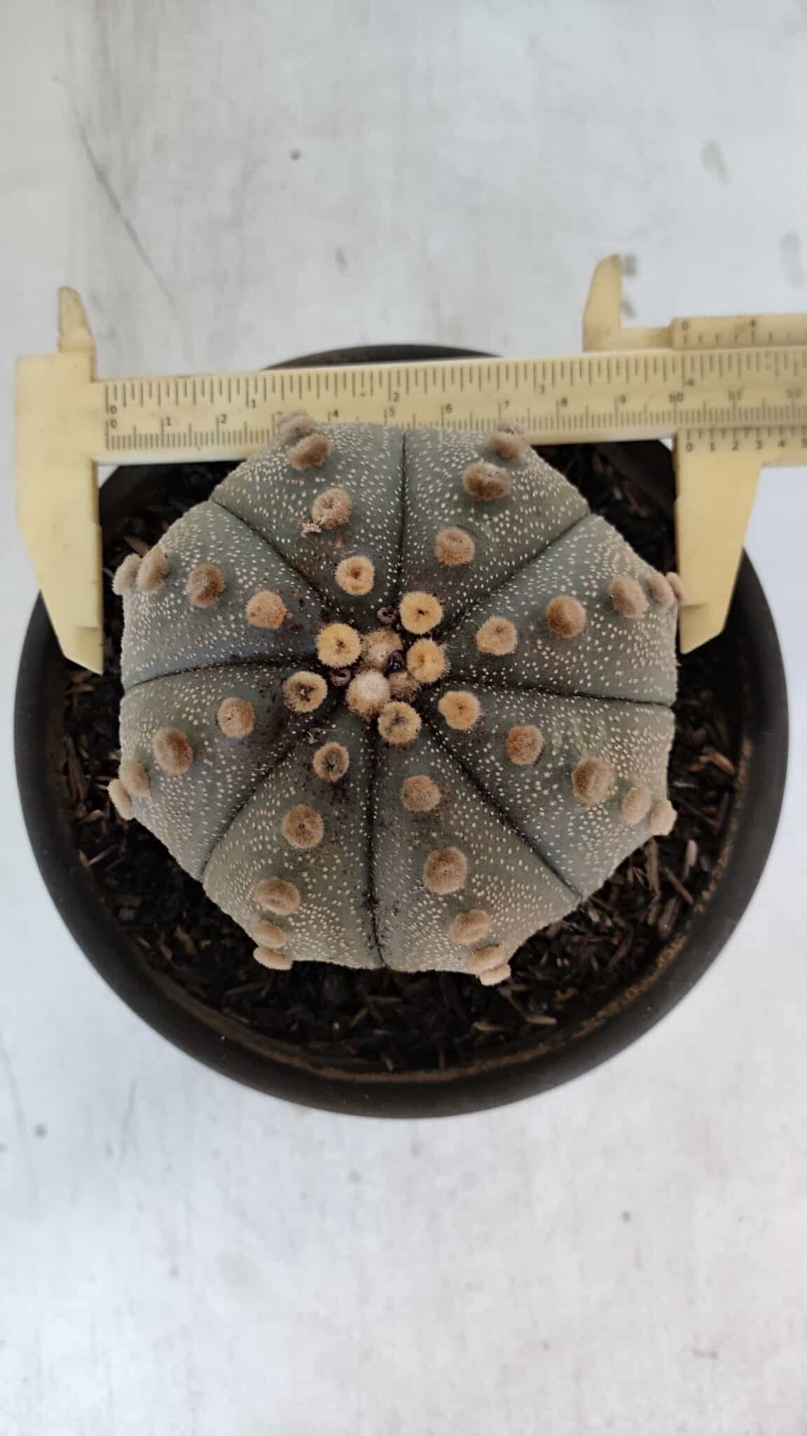 ASTROPHYTUM ASTERIAS  Nº 970 – vaso 15 - foto 6