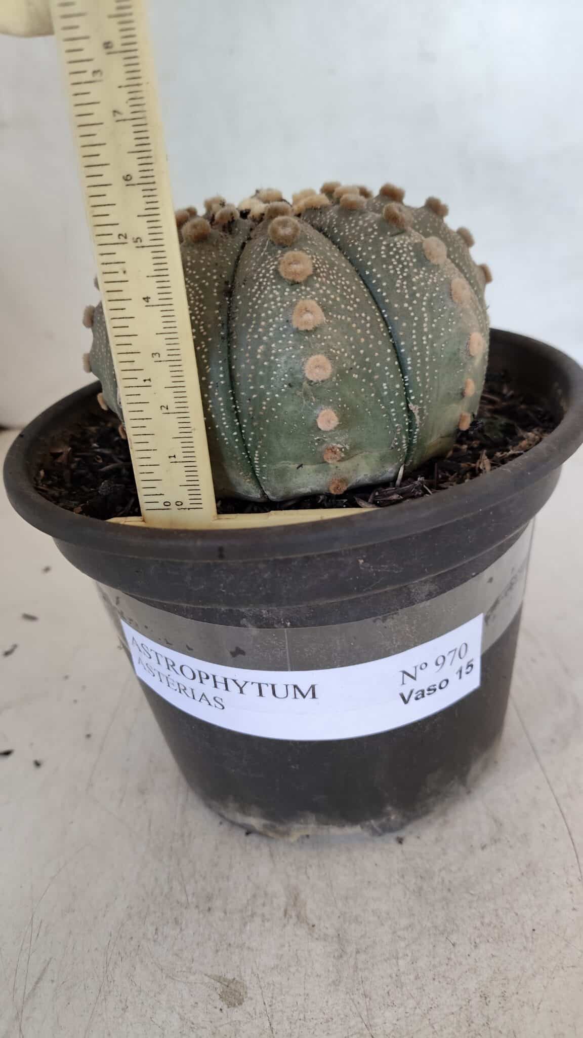 ASTROPHYTUM ASTERIAS  Nº 970 – vaso 15 - foto 5