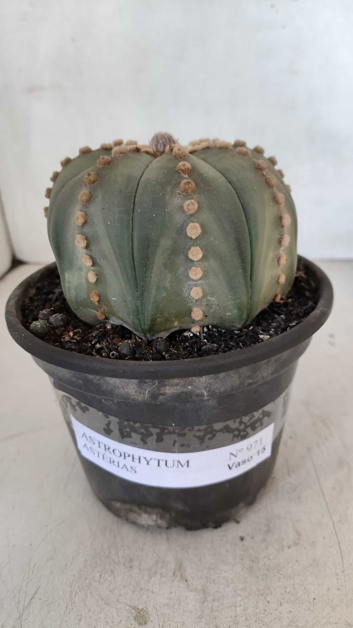ASTROPHYTUM ASTERIAS  Nº 971 – vaso 15 - foto 2