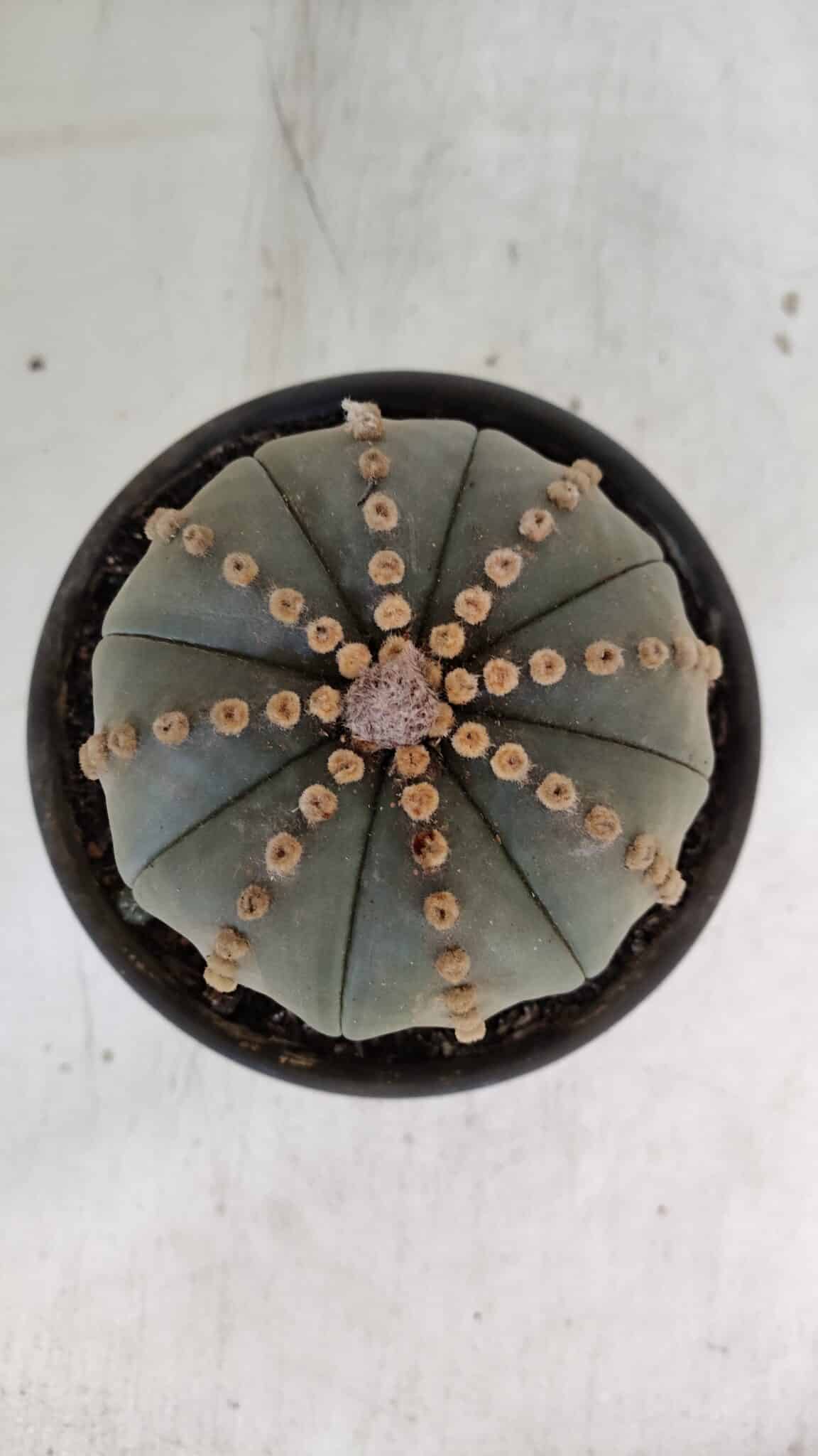 ASTROPHYTUM ASTERIAS  Nº 971 – vaso 15 - foto 3