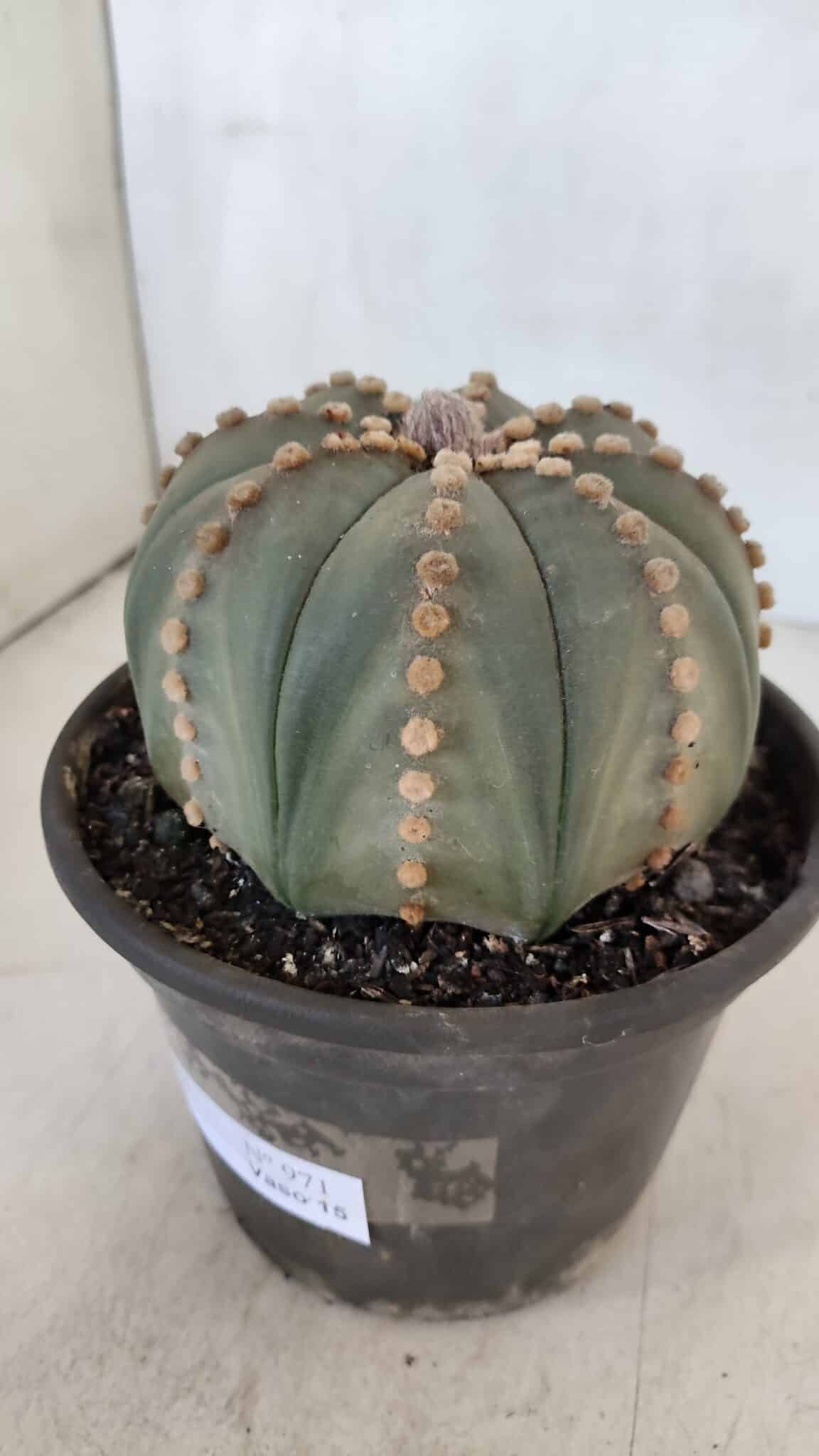 ASTROPHYTUM ASTERIAS  Nº 971 – vaso 15 - foto 10