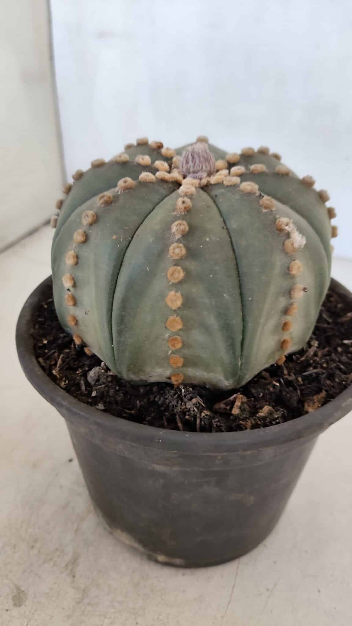 ASTROPHYTUM ASTERIAS  Nº 971 – vaso 15 - foto 9