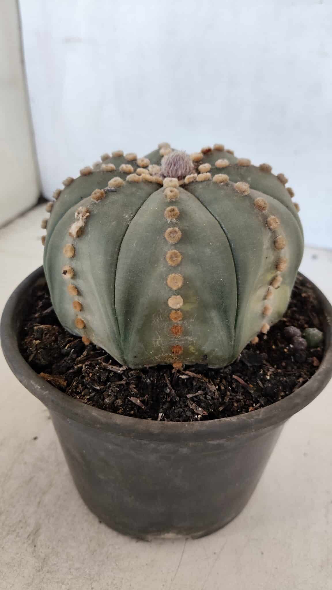 ASTROPHYTUM ASTERIAS  Nº 971 – vaso 15 - foto 8