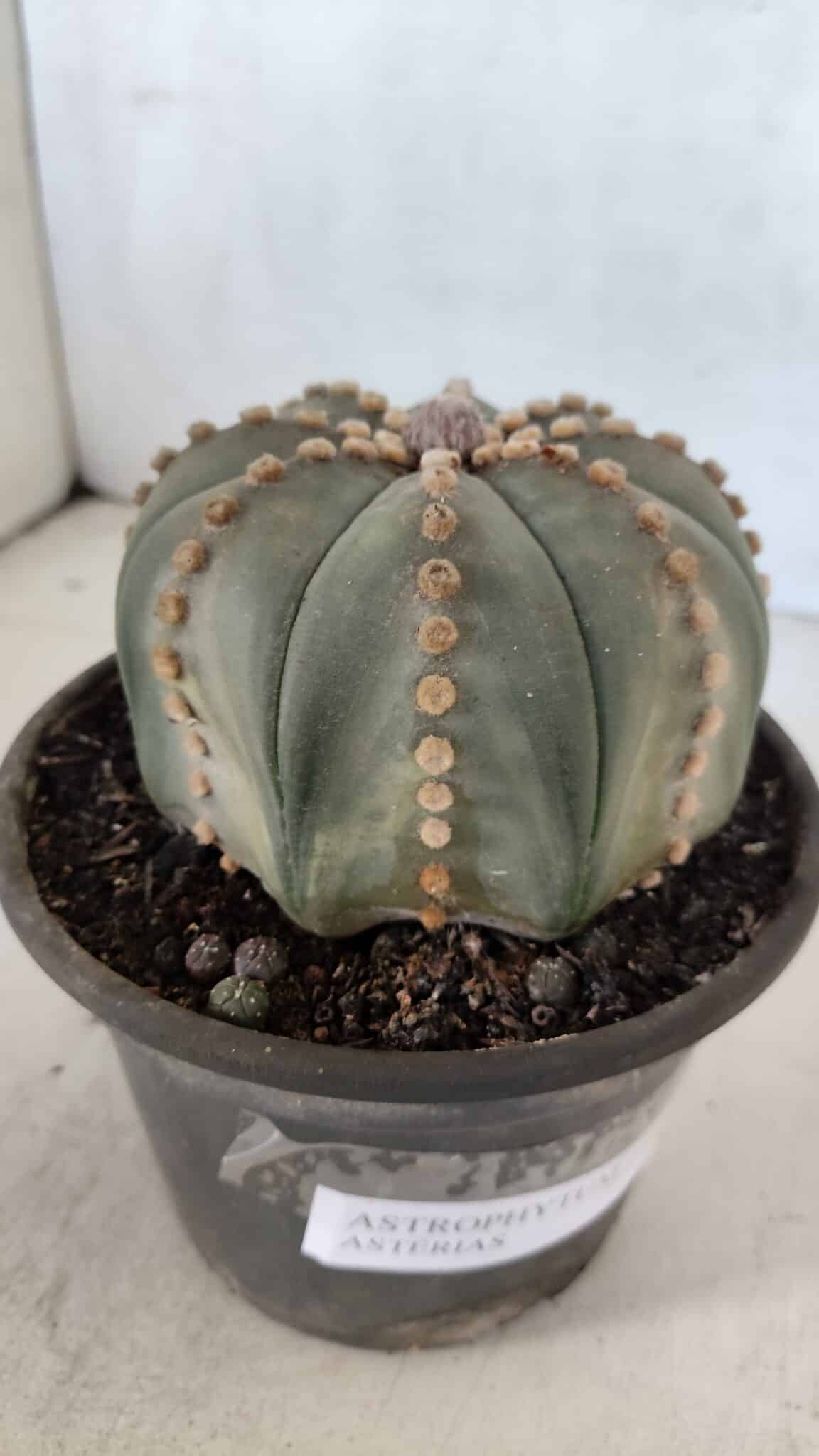 ASTROPHYTUM ASTERIAS  Nº 971 – vaso 15 - foto 7