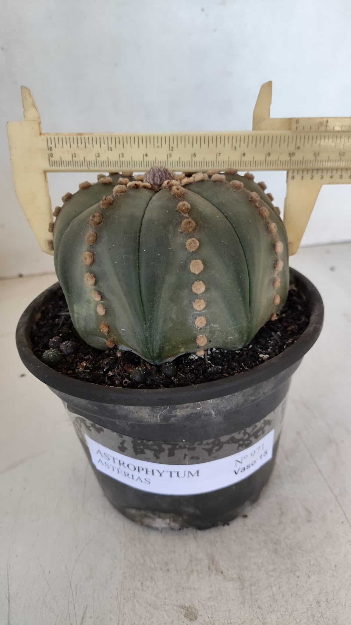 ASTROPHYTUM ASTERIAS  Nº 971 – vaso 15 - foto 4