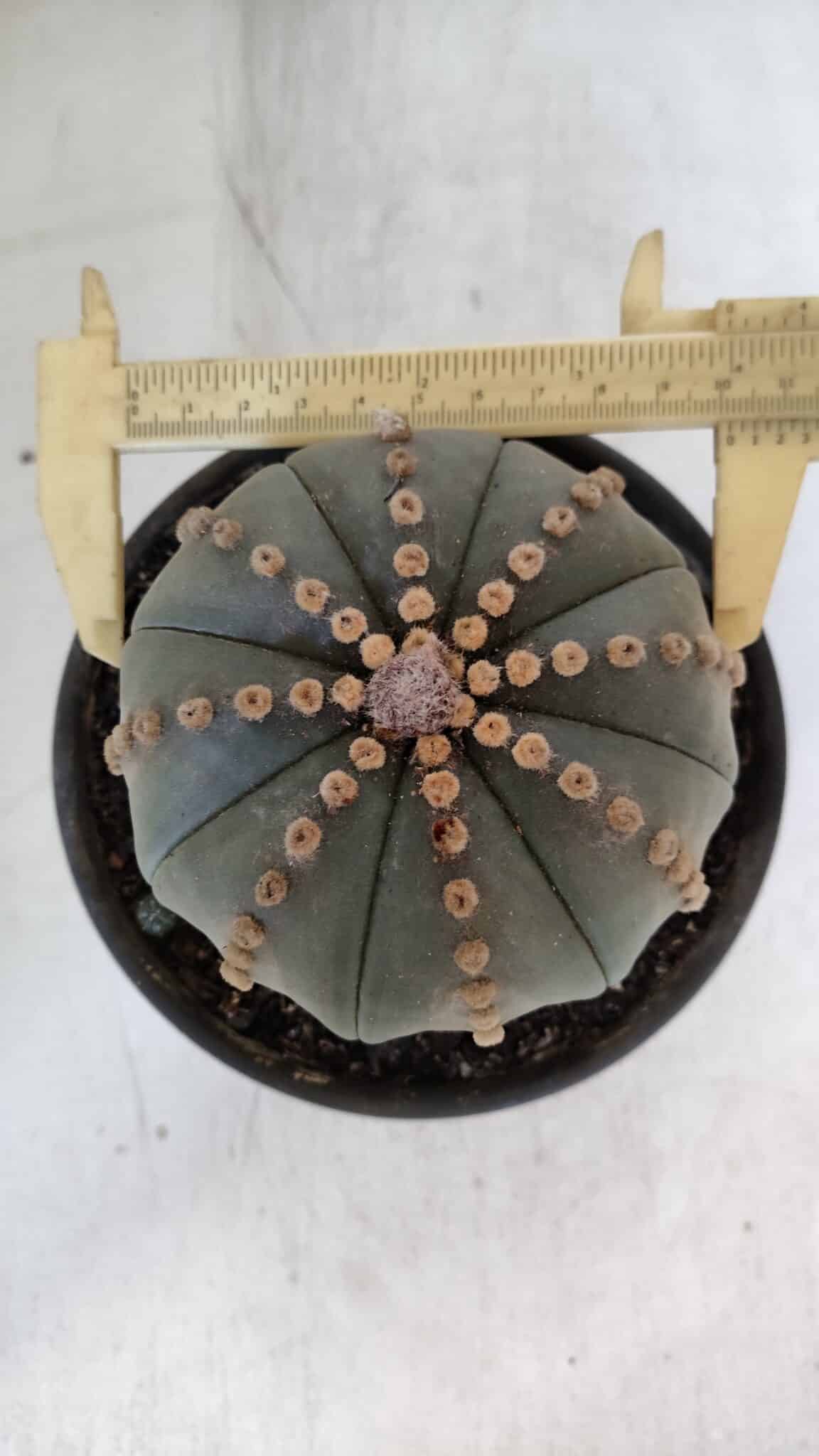 ASTROPHYTUM ASTERIAS  Nº 971 – vaso 15 - foto 6