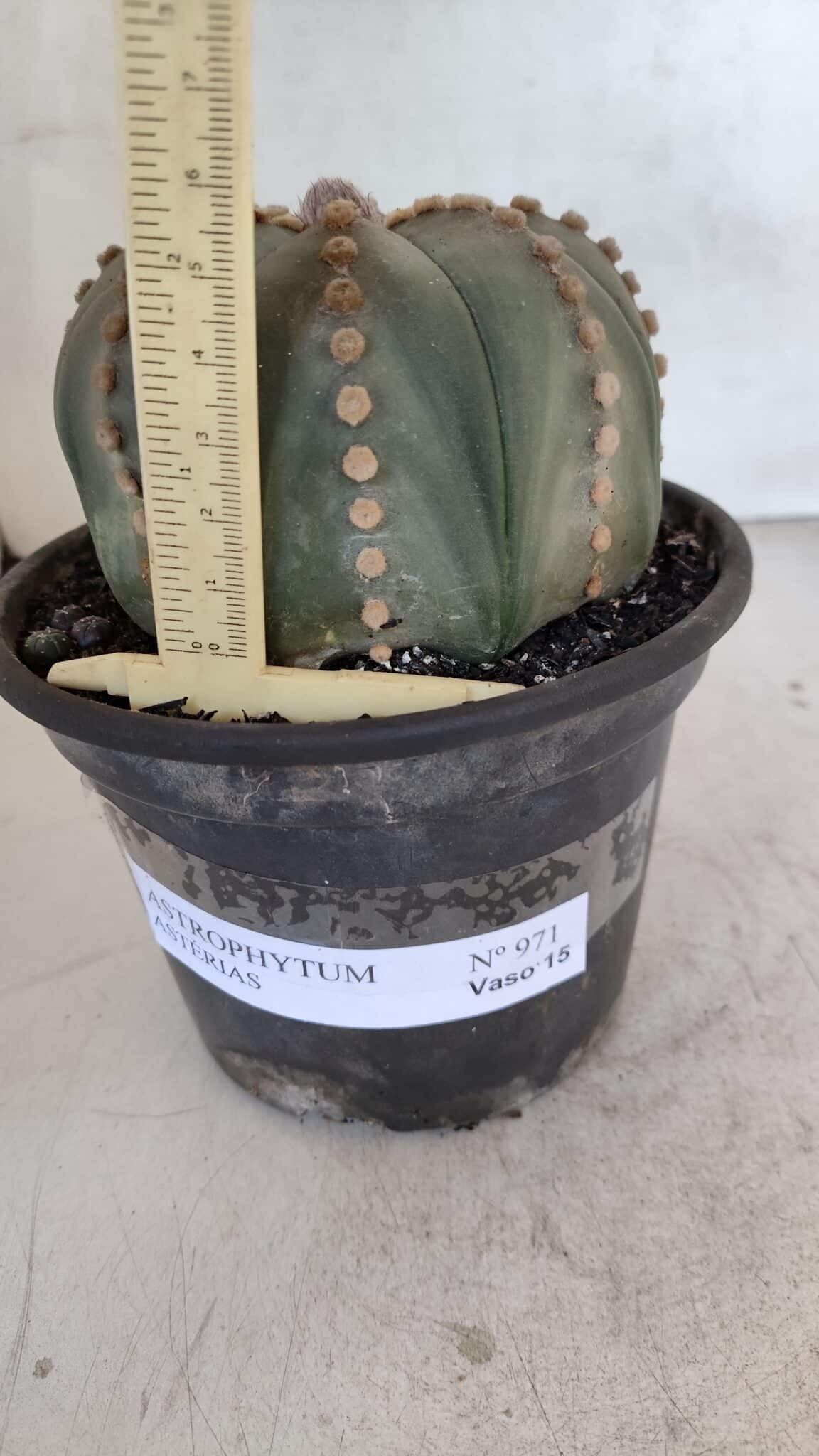 ASTROPHYTUM ASTERIAS  Nº 971 – vaso 15 - foto 5