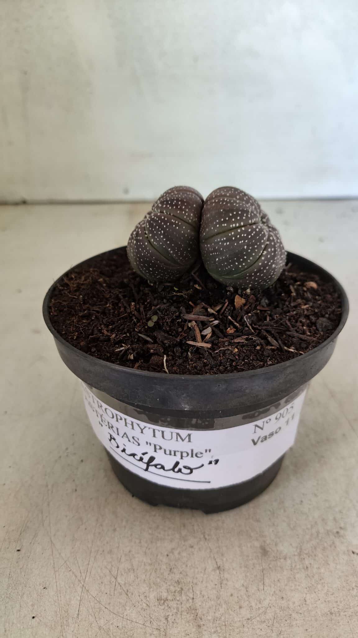 ASTROPHYTUM ASTERIAS BICÉFALO “Purple”  Nº 905 – vaso 11 - foto 2