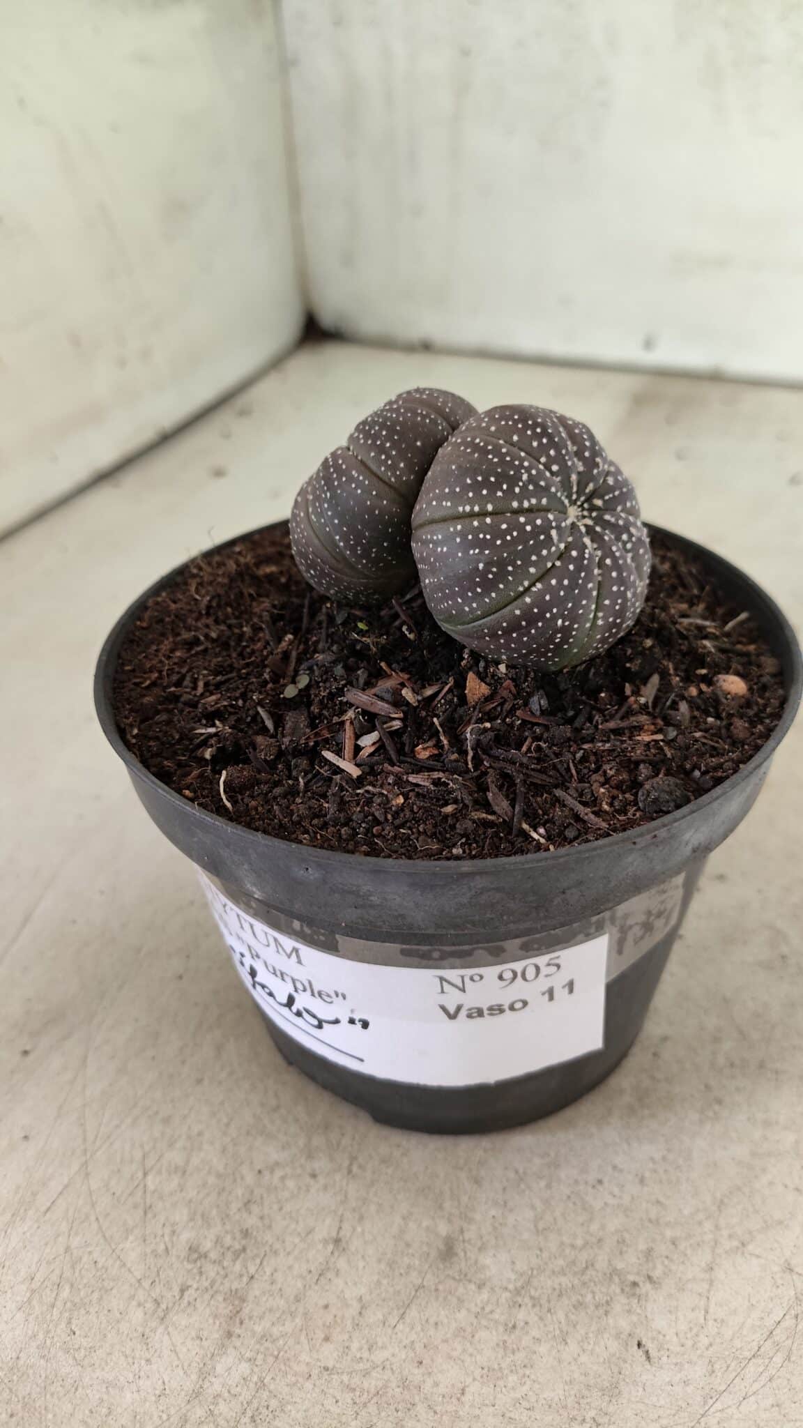 ASTROPHYTUM ASTERIAS BICÉFALO “Purple”  Nº 905 – vaso 11 - foto 7