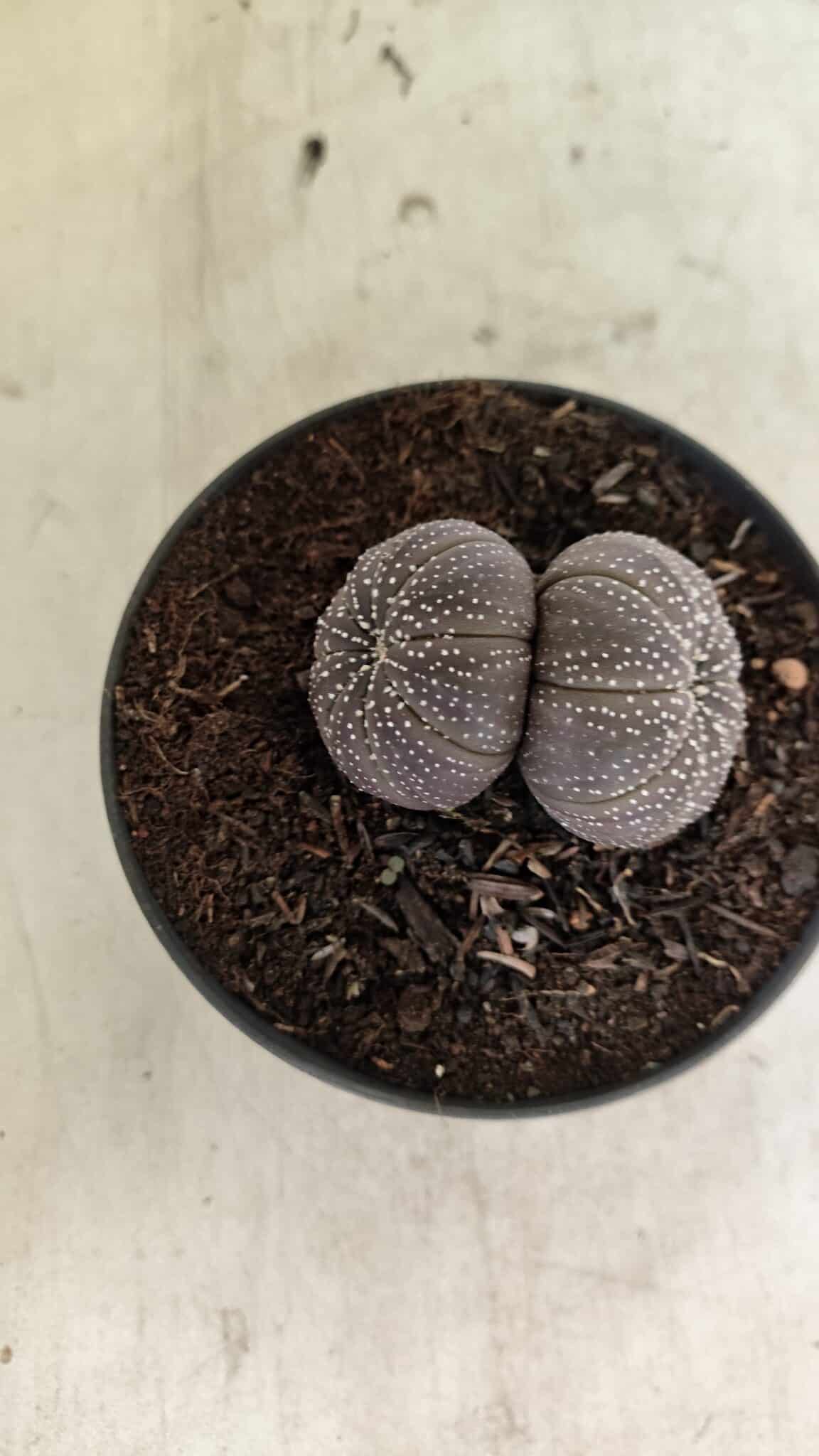 ASTROPHYTUM ASTERIAS BICÉFALO “Purple”  Nº 905 – vaso 11 - foto 3