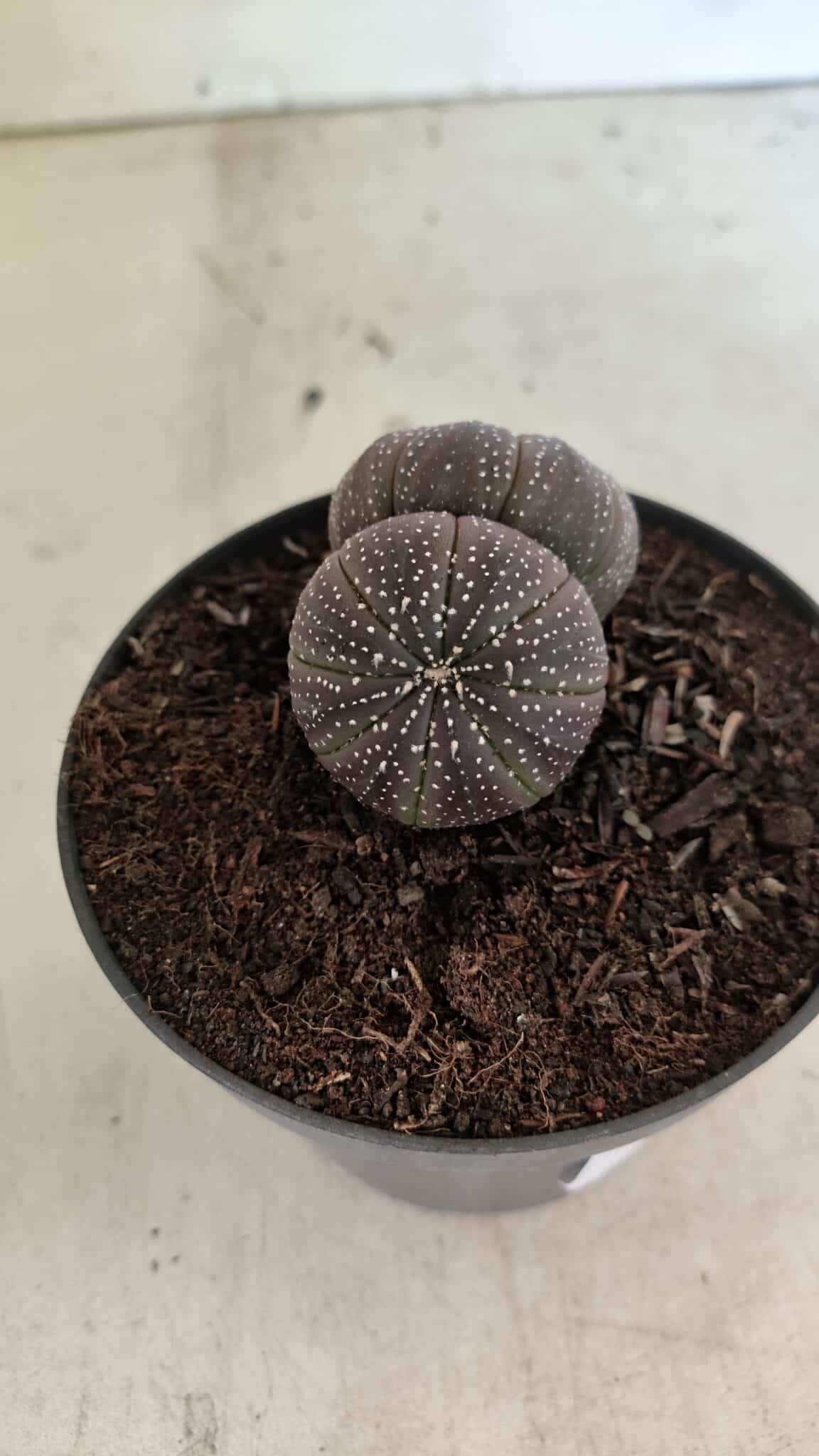 ASTROPHYTUM ASTERIAS BICÉFALO “Purple”  Nº 905 – vaso 11 - foto 8