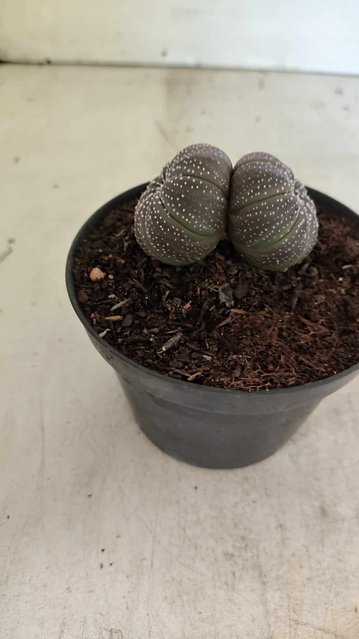ASTROPHYTUM ASTERIAS BICÉFALO “Purple”  Nº 905 – vaso 11 - foto 9
