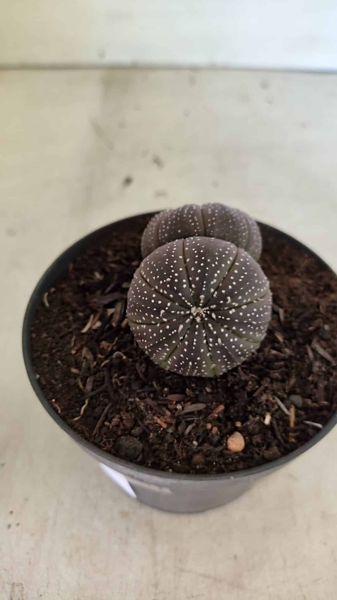 ASTROPHYTUM ASTERIAS BICÉFALO “Purple”  Nº 905 – vaso 11 - foto 6