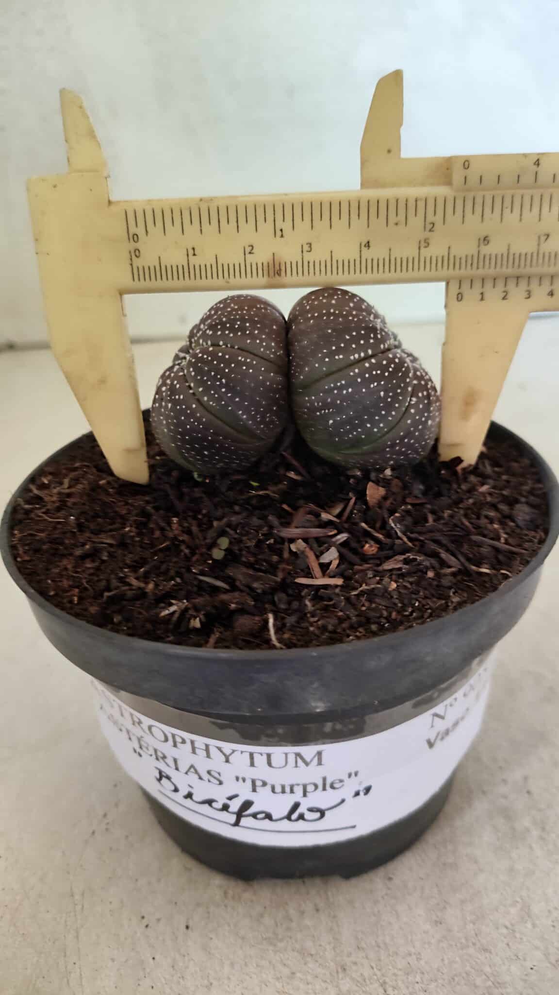 ASTROPHYTUM ASTERIAS BICÉFALO “Purple”  Nº 905 – vaso 11 - foto 4