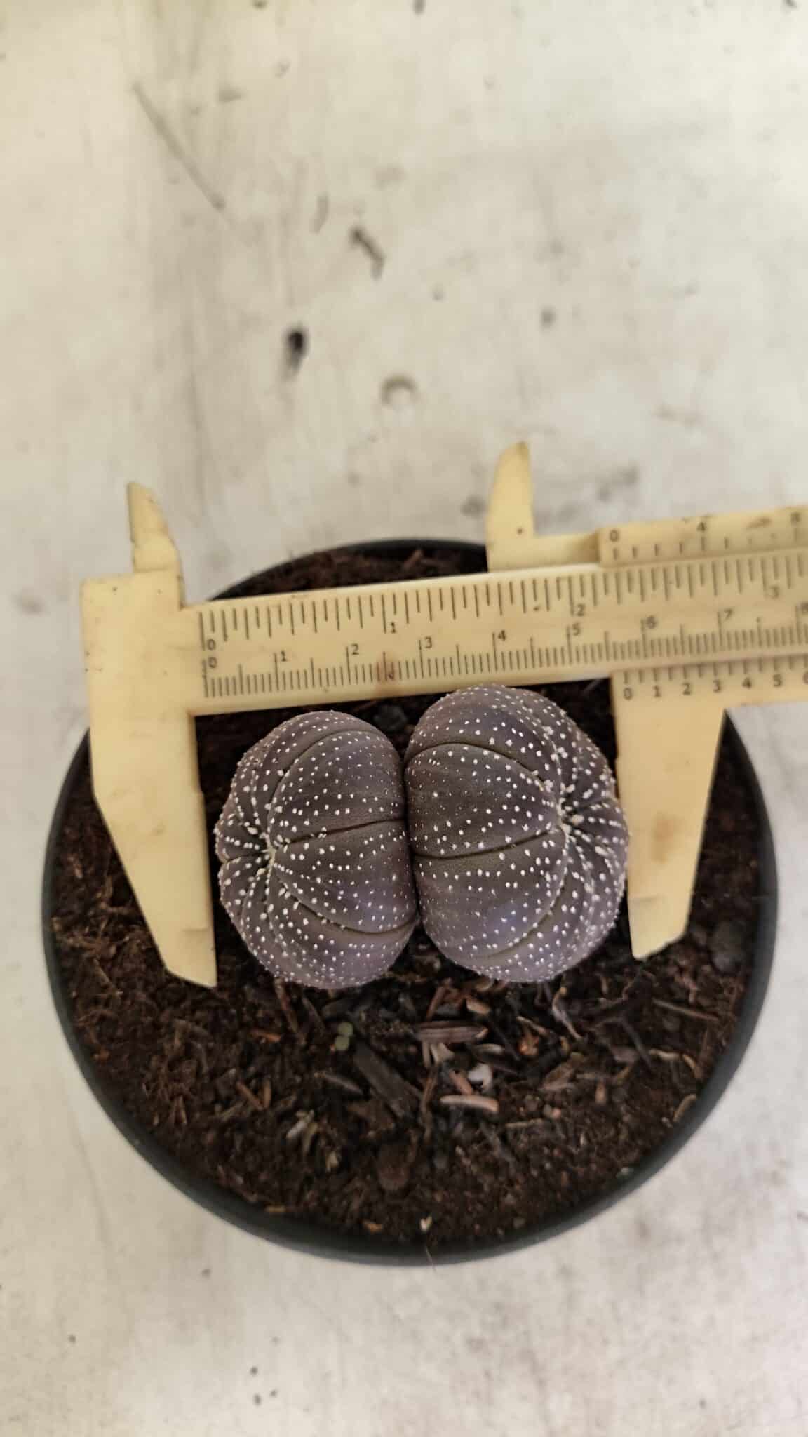 ASTROPHYTUM ASTERIAS BICÉFALO “Purple”  Nº 905 – vaso 11 - foto 5