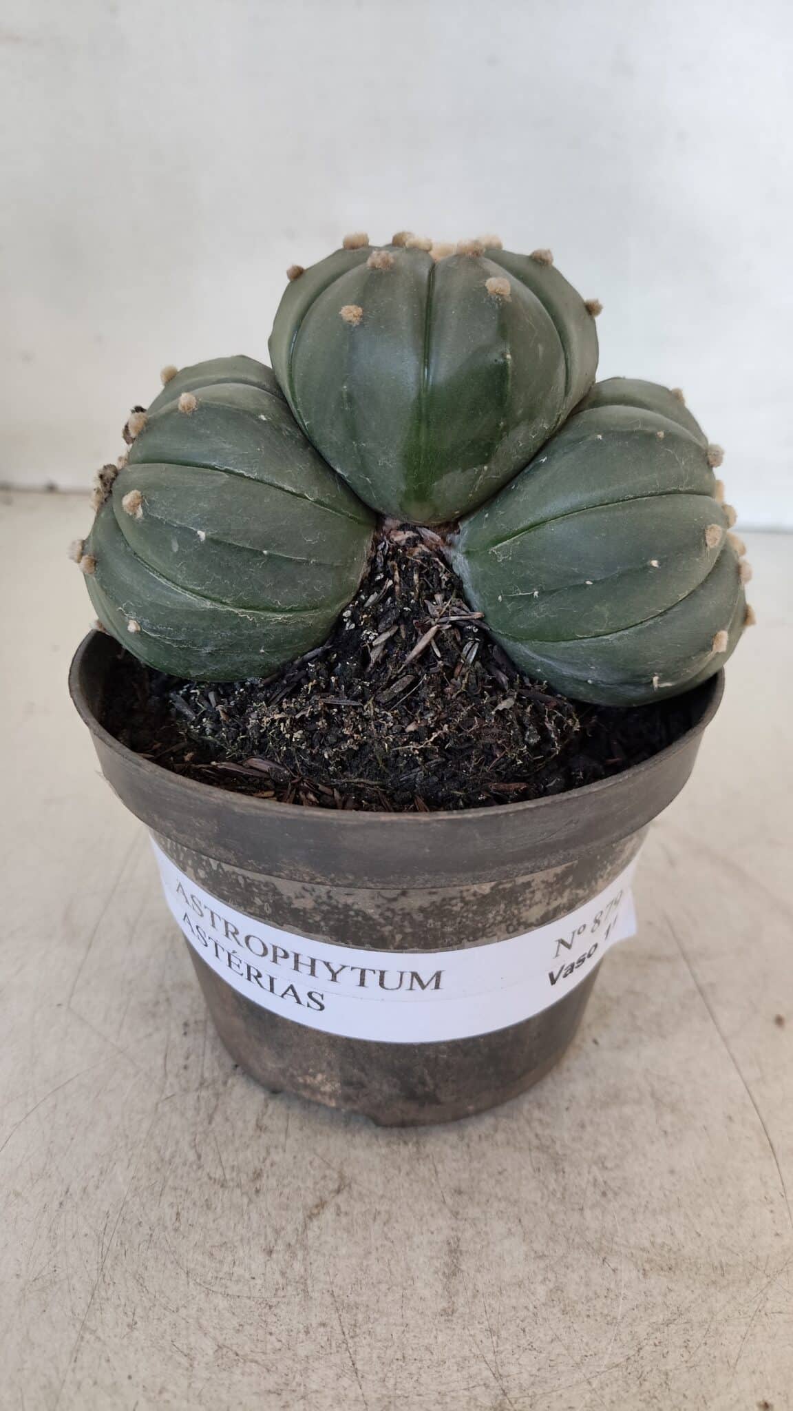 ASTROPHYTUM ASTERIAS "Colônia”  Nº 879 – vaso 11