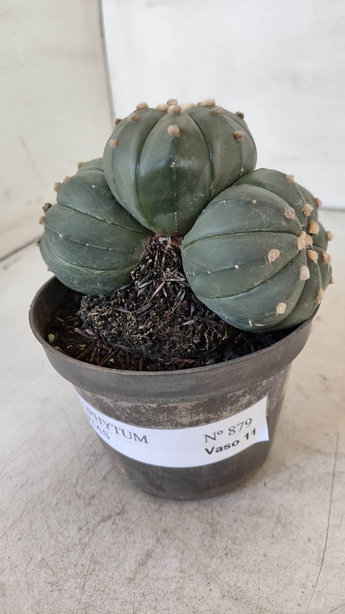 ASTROPHYTUM ASTERIAS "Colônia”  Nº 879 – vaso 11