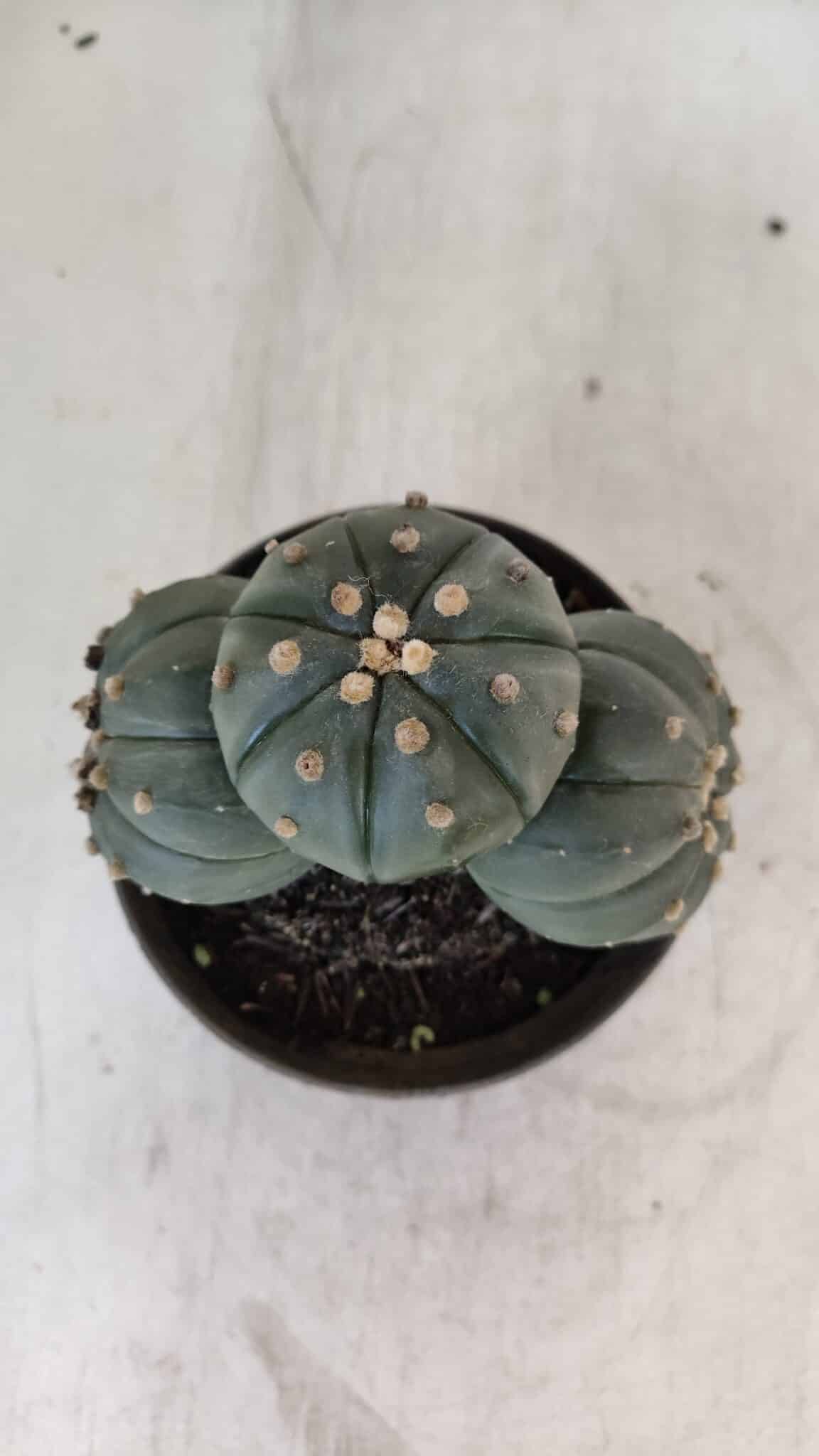 ASTROPHYTUM ASTERIAS "Colônia”  Nº 879 – vaso 11