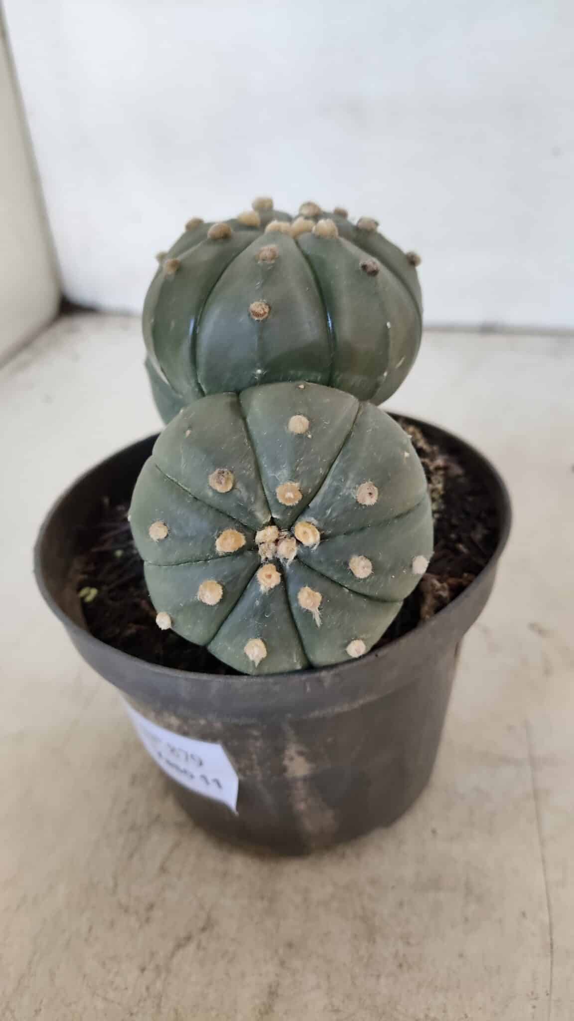 ASTROPHYTUM ASTERIAS "Colônia”  Nº 879 – vaso 11