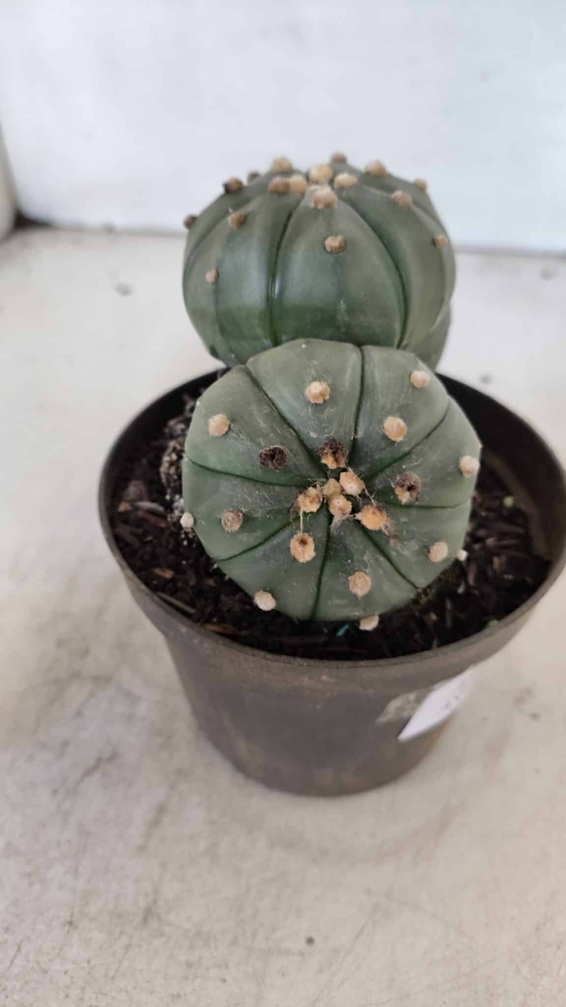 ASTROPHYTUM ASTERIAS "Colônia”  Nº 879 – vaso 11