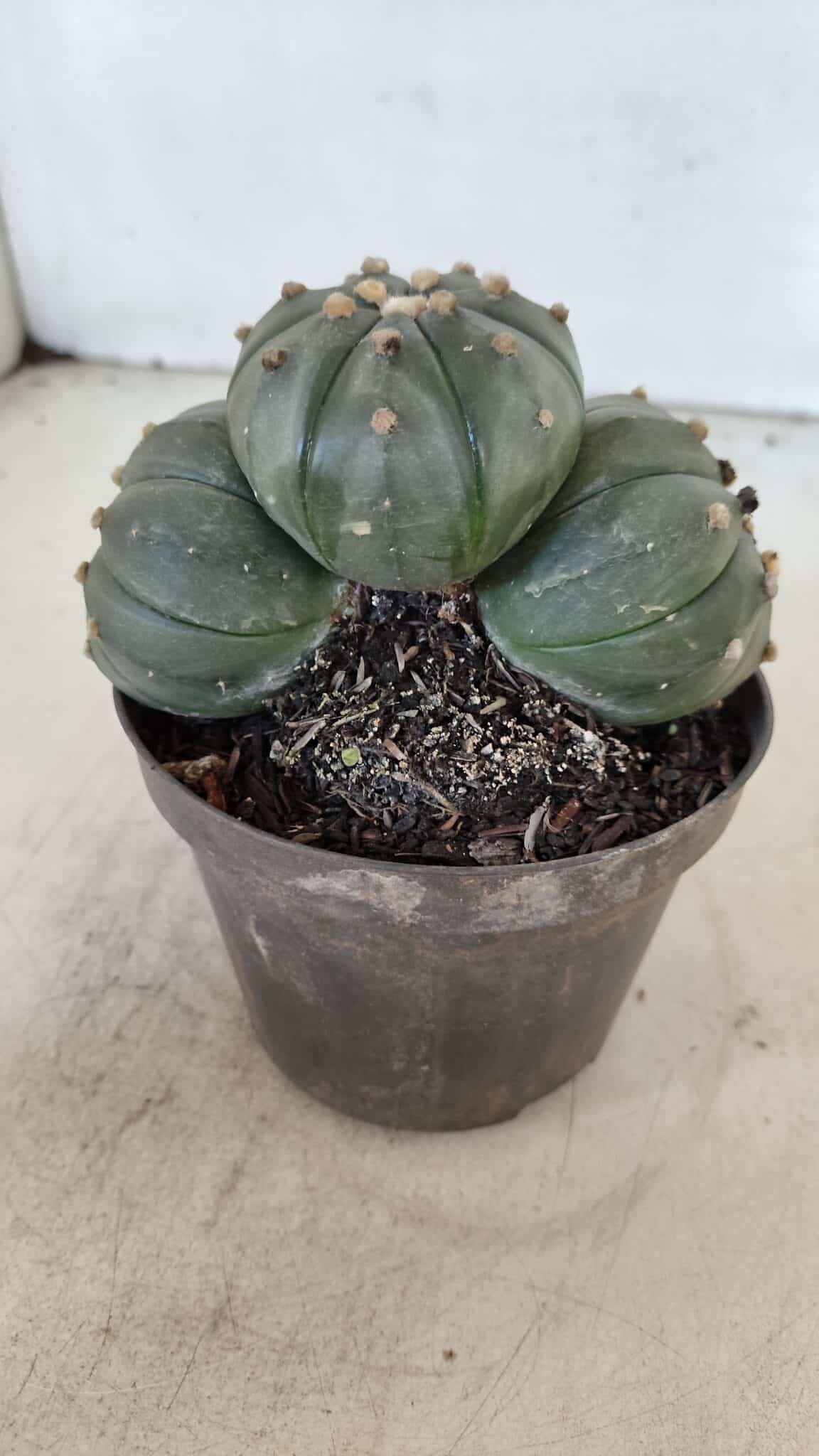 ASTROPHYTUM ASTERIAS "Colônia”  Nº 879 – vaso 11