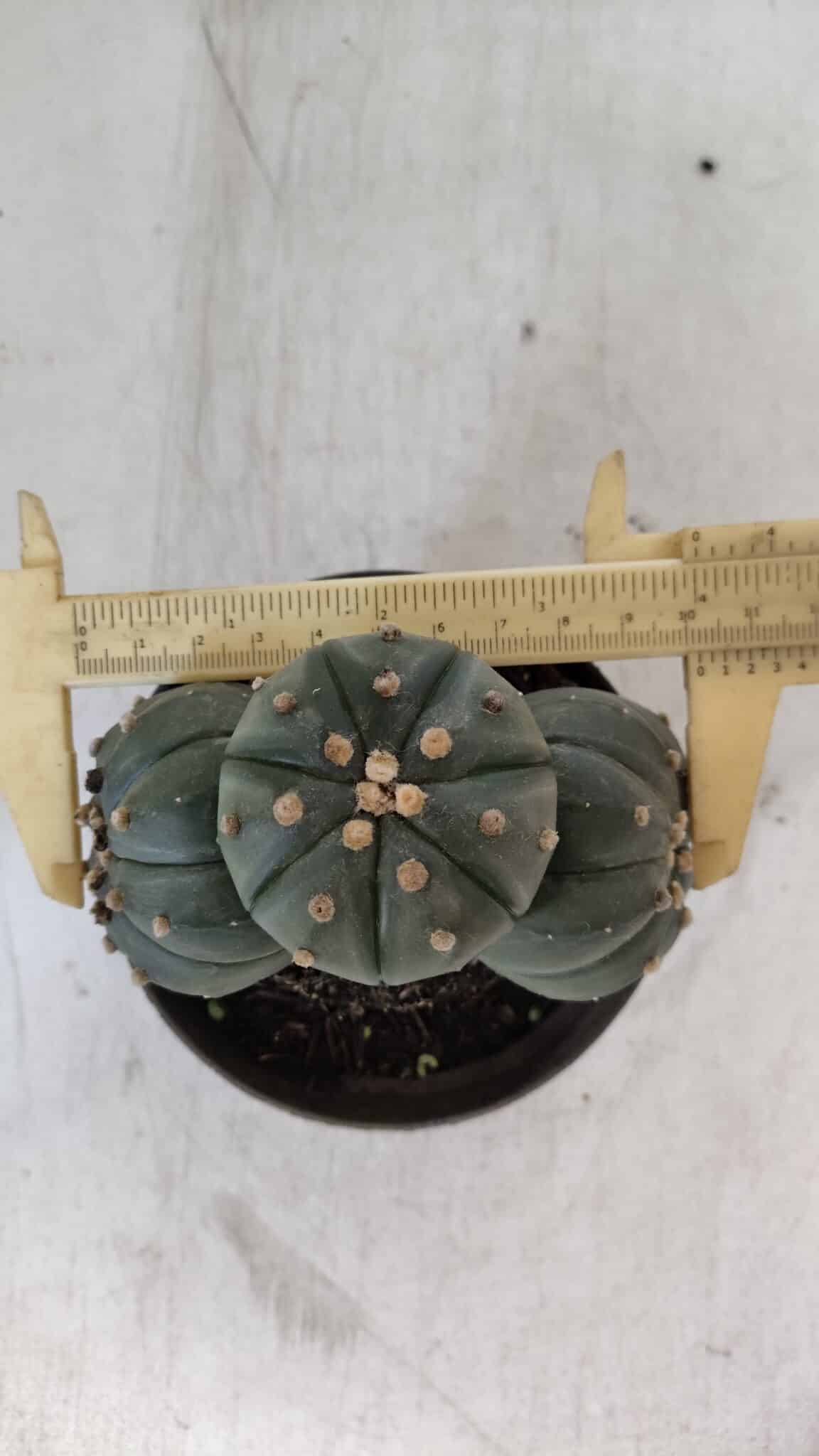 ASTROPHYTUM ASTERIAS "Colônia”  Nº 879 – vaso 11