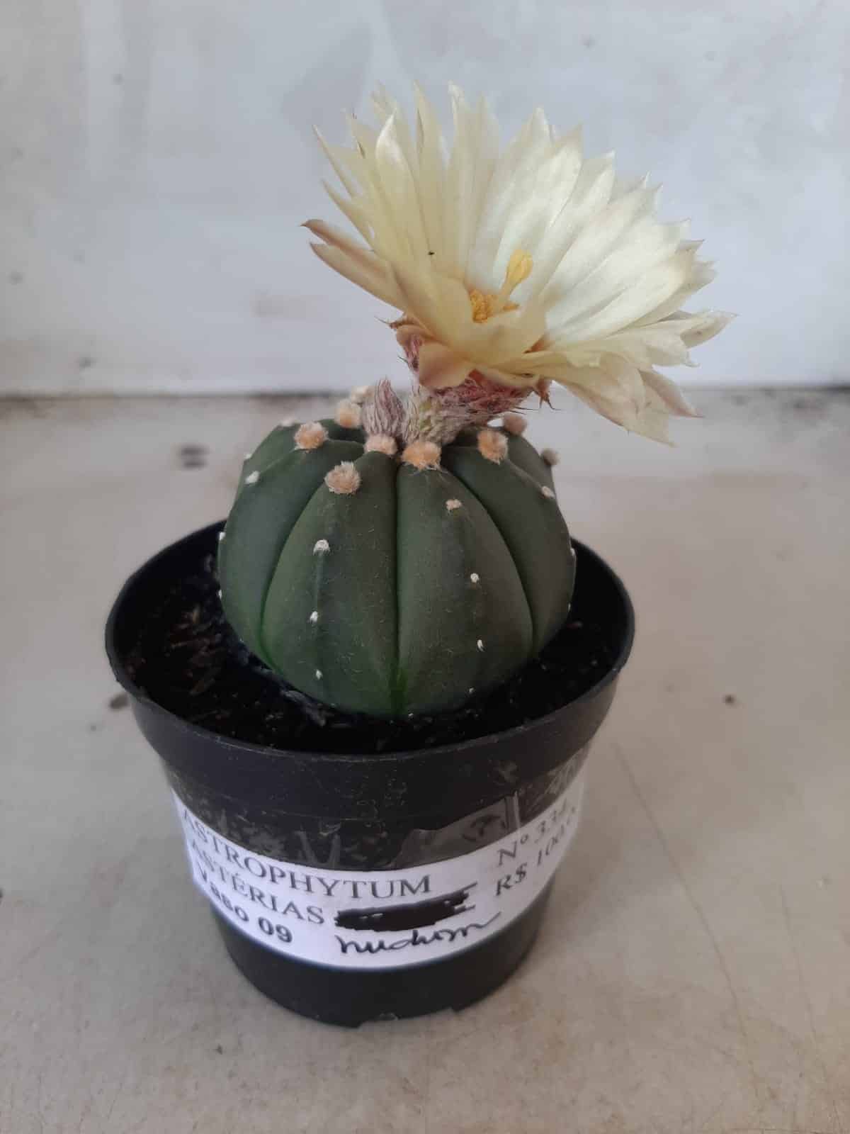 ASTROPHYTUM ASTERIAS "Nudum" Nº 334 – vaso 09