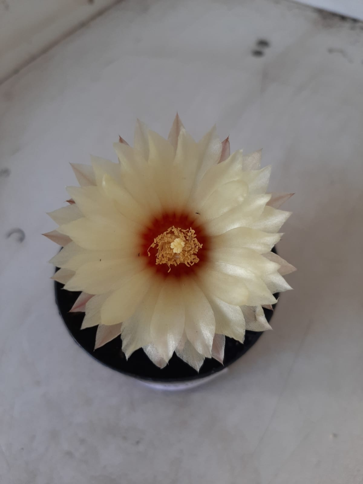 ASTROPHYTUM ASTERIAS "Nudum" Nº 334 – vaso 09