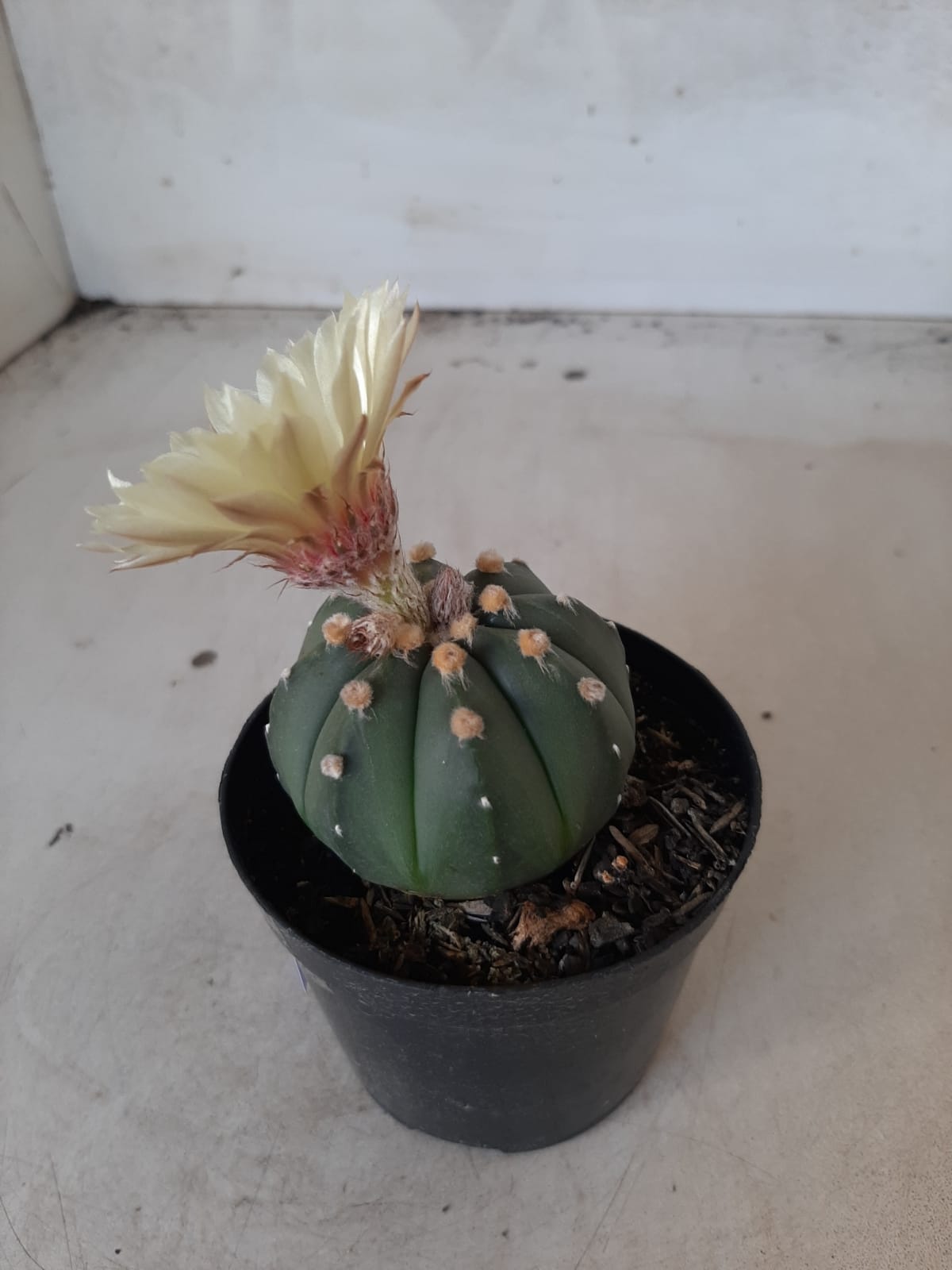 ASTROPHYTUM ASTERIAS "Nudum" Nº 334 – vaso 09