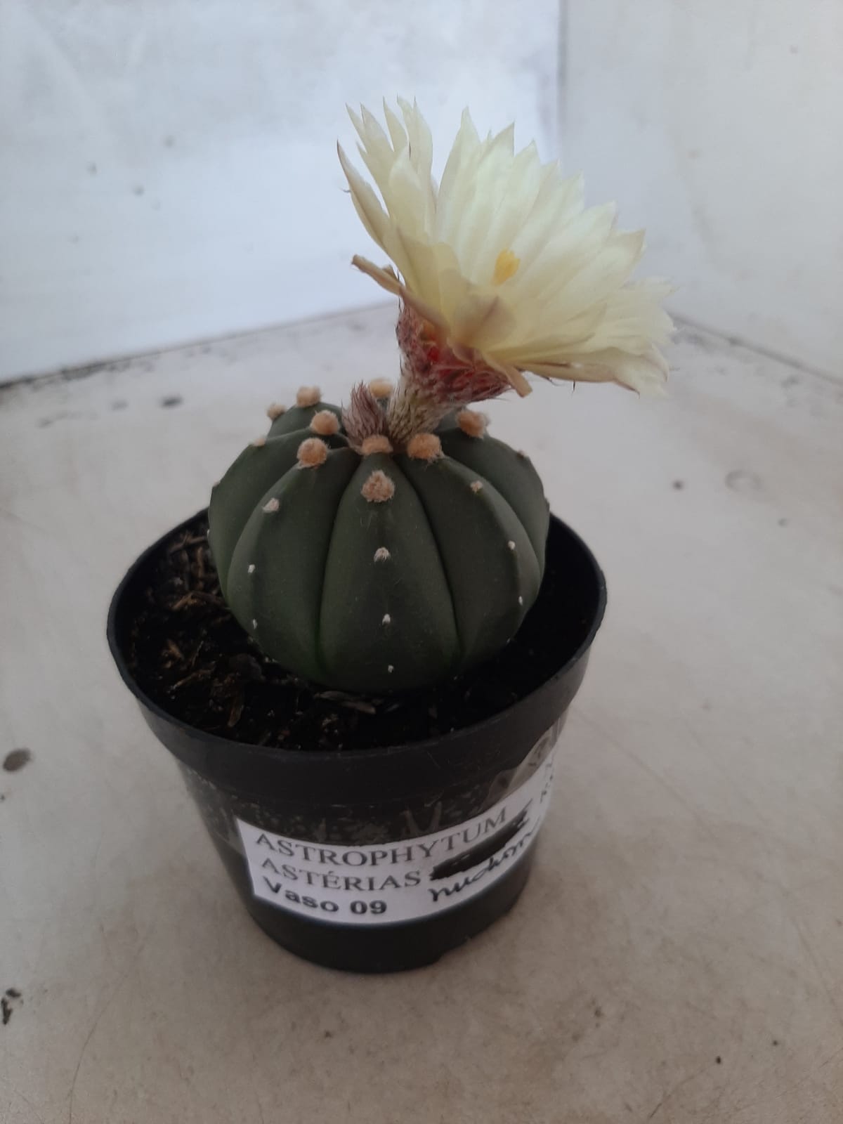 ASTROPHYTUM ASTERIAS "Nudum" Nº 334 – vaso 09