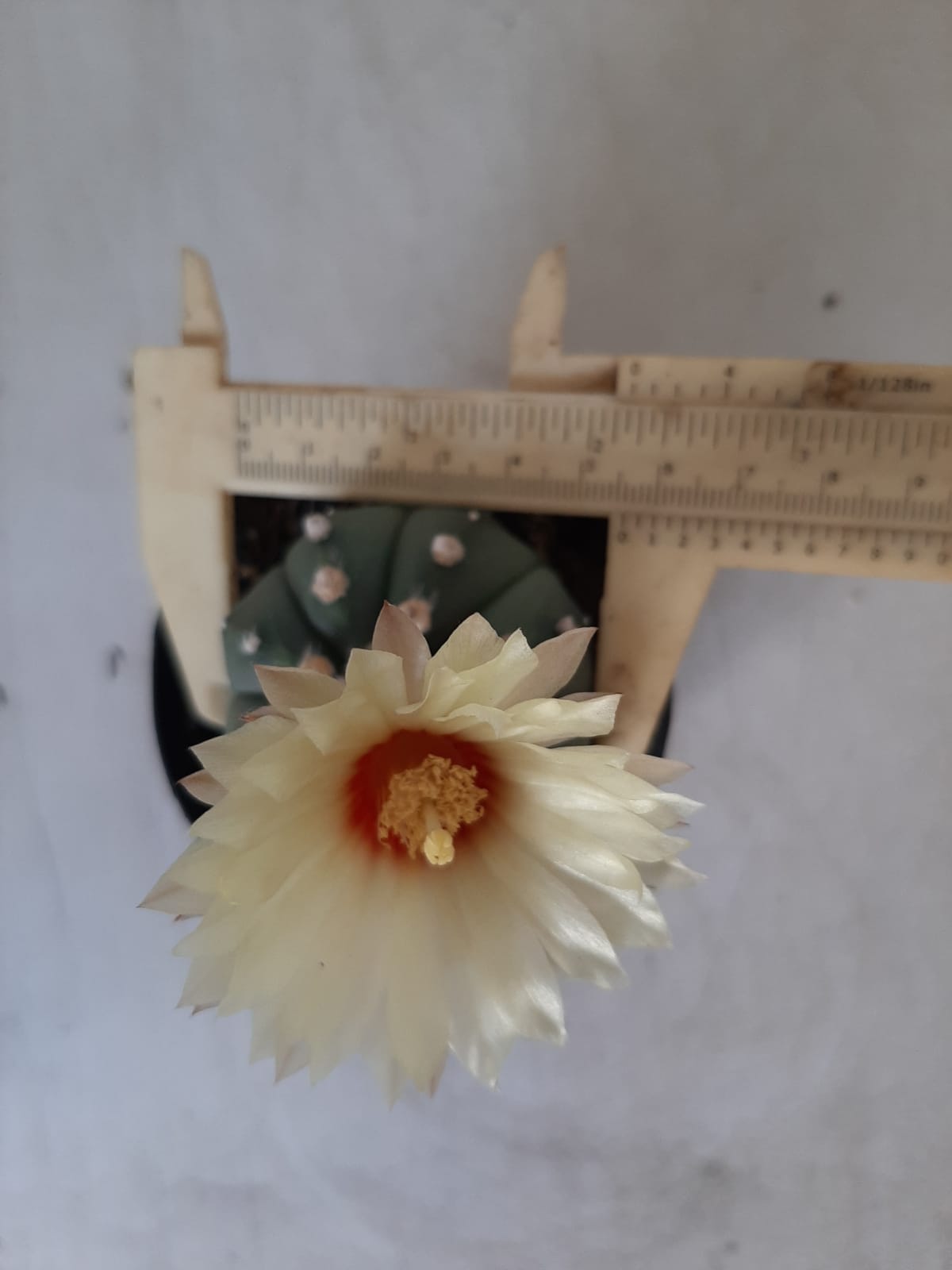 ASTROPHYTUM ASTERIAS "Nudum" Nº 334 – vaso 09