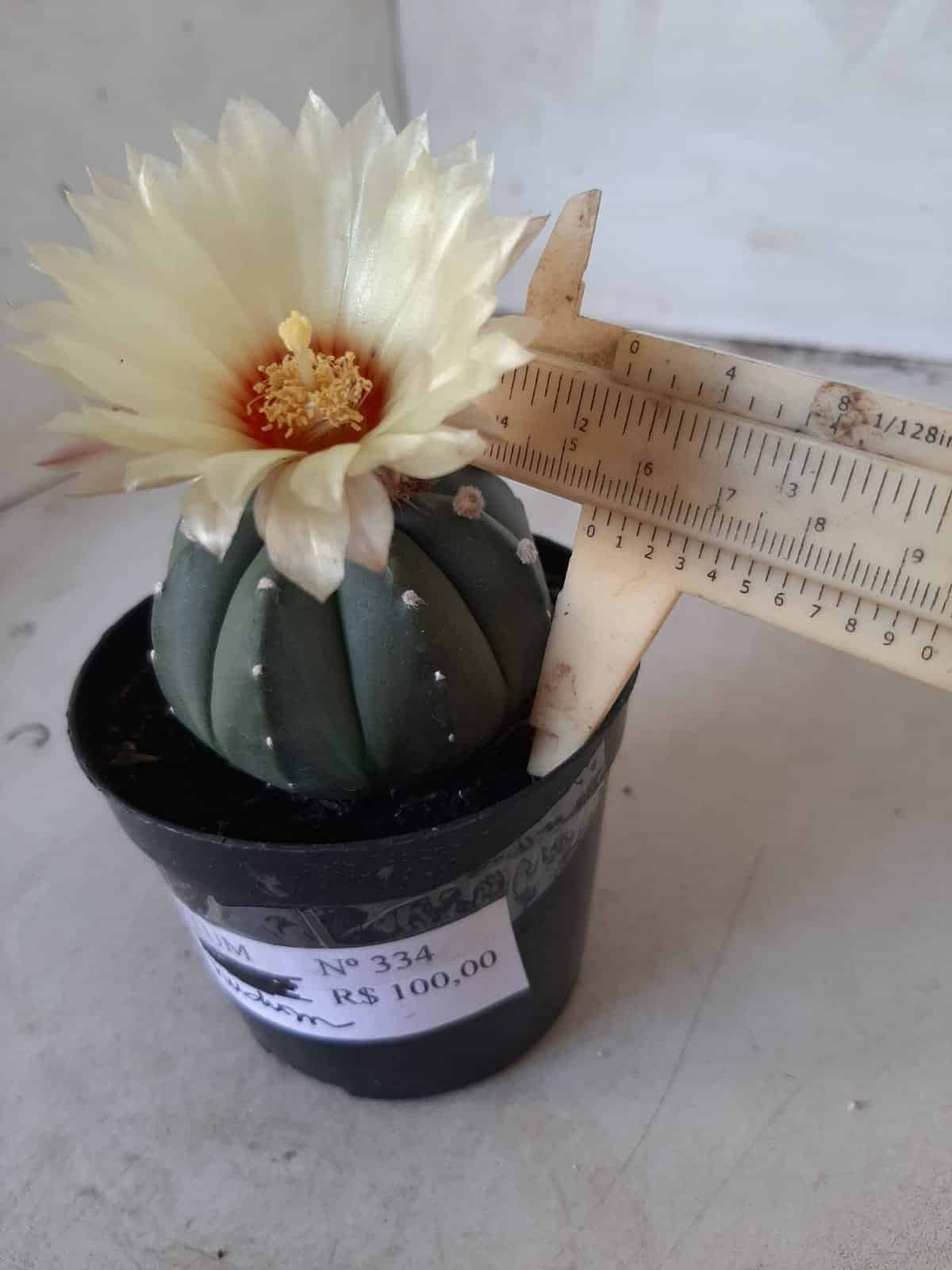 ASTROPHYTUM ASTERIAS "Nudum" Nº 334 – vaso 09