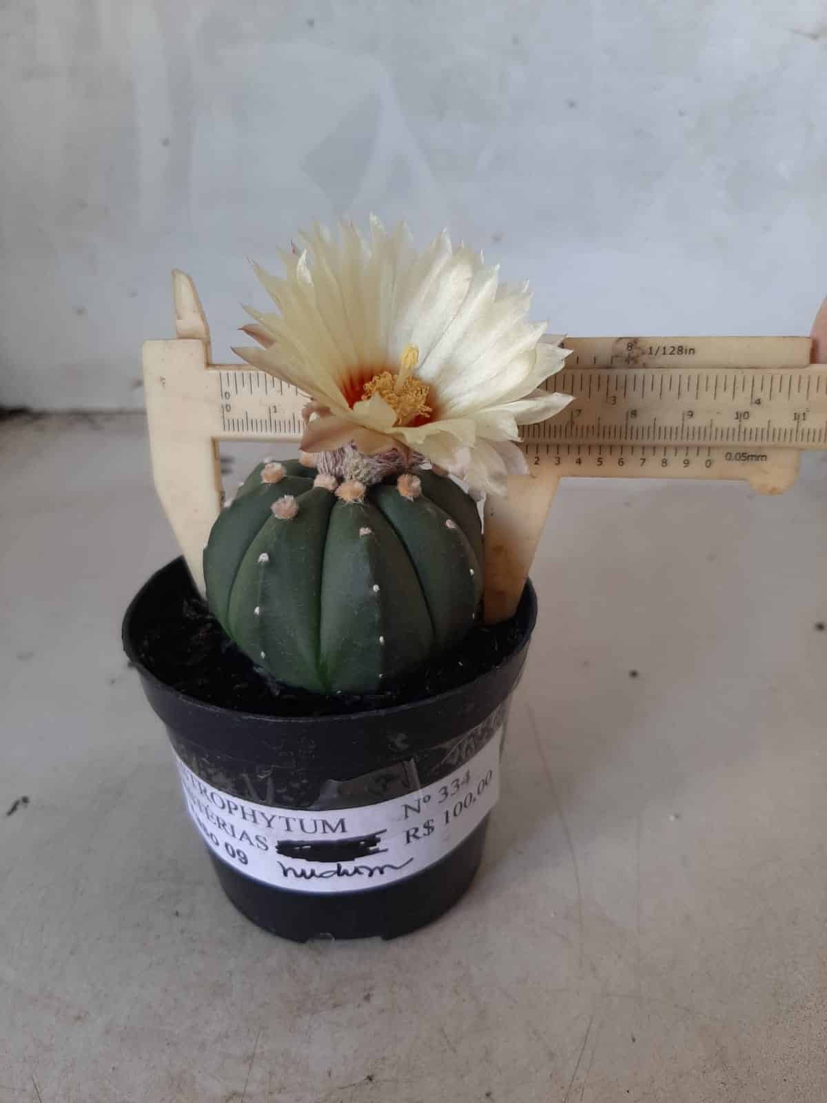 ASTROPHYTUM ASTERIAS "Nudum" Nº 334 – vaso 09
