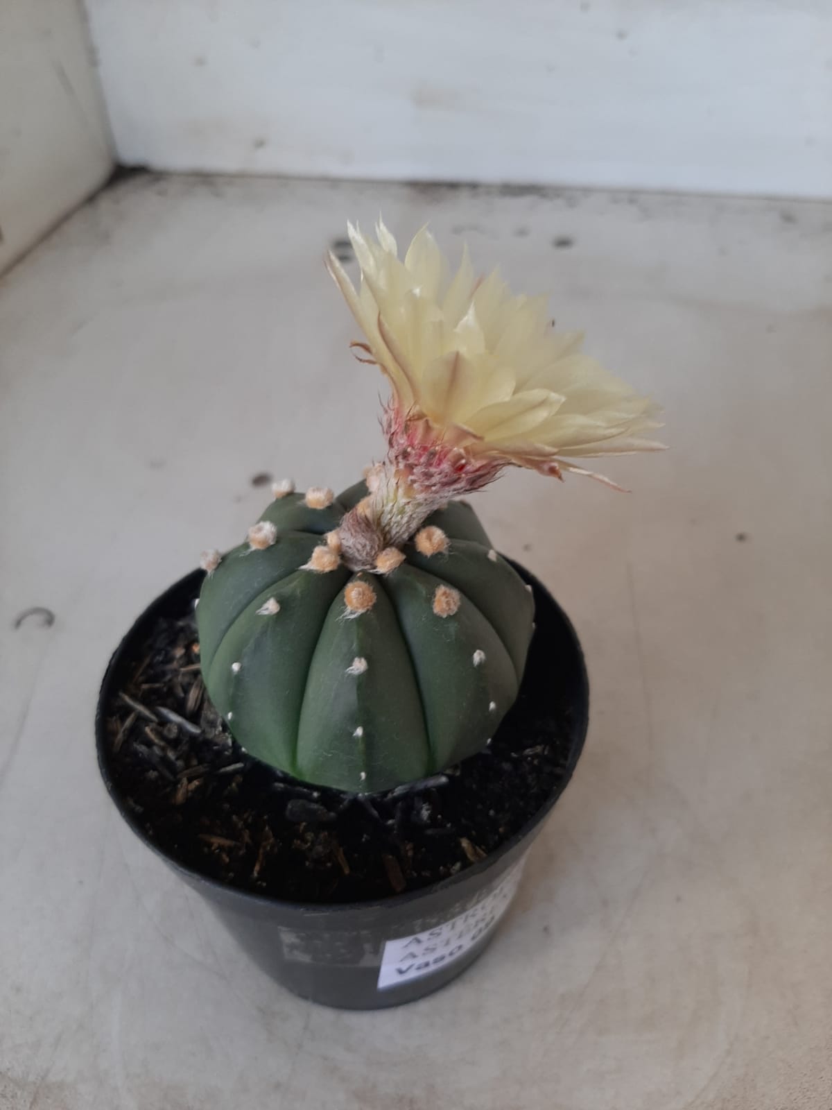 ASTROPHYTUM ASTERIAS "Nudum" Nº 334 – vaso 09