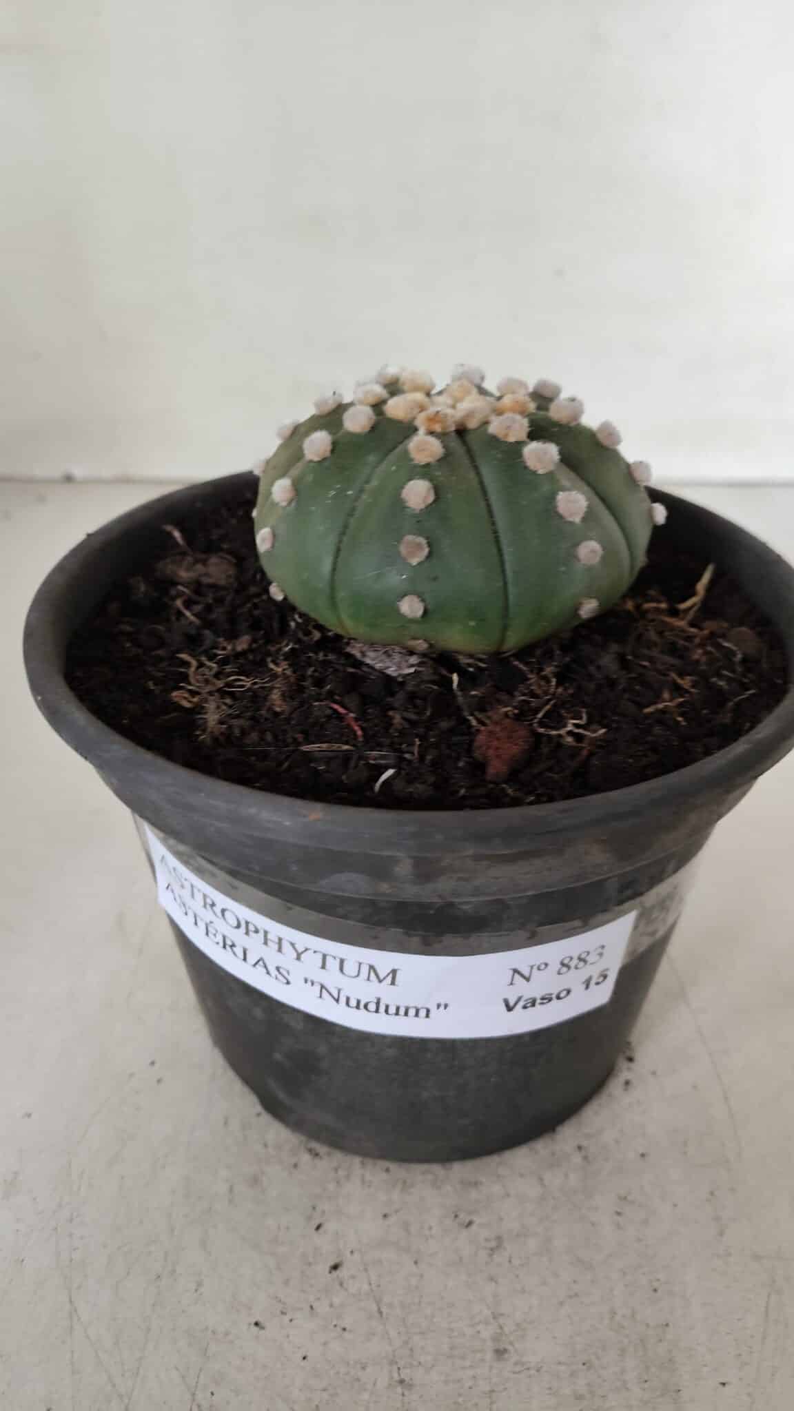 ASTROPHYTUM ASTERIAS "NUDUM"  Nº 883 – vaso 15