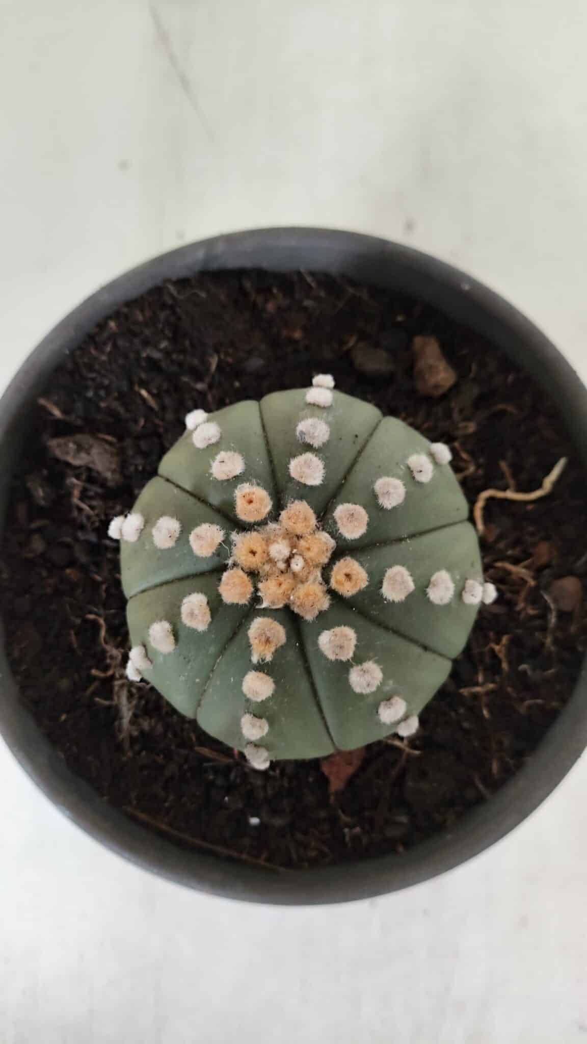 ASTROPHYTUM ASTERIAS "NUDUM"  Nº 883 – vaso 15