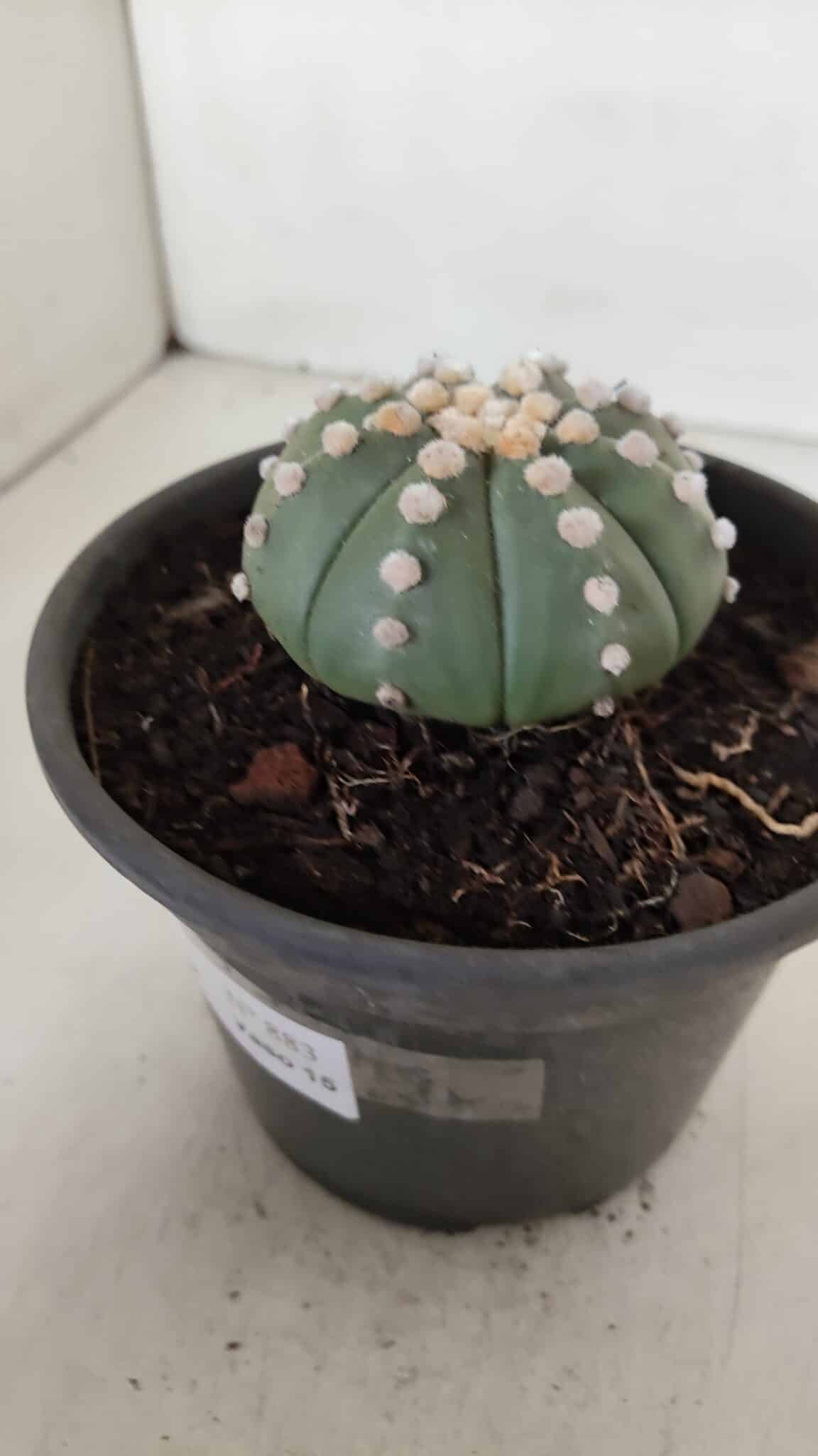 ASTROPHYTUM ASTERIAS "NUDUM"  Nº 883 – vaso 15