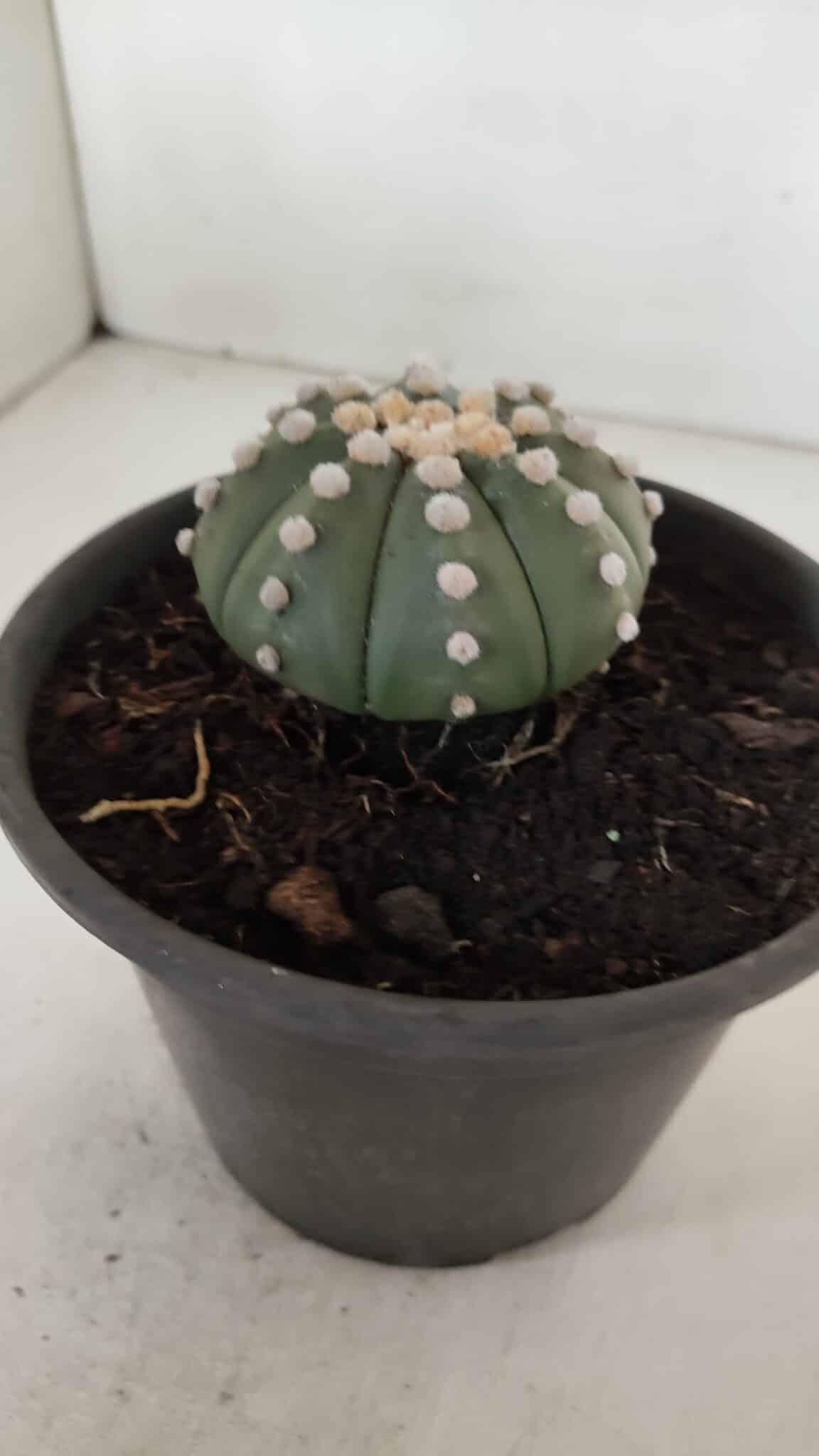 ASTROPHYTUM ASTERIAS "NUDUM"  Nº 883 – vaso 15