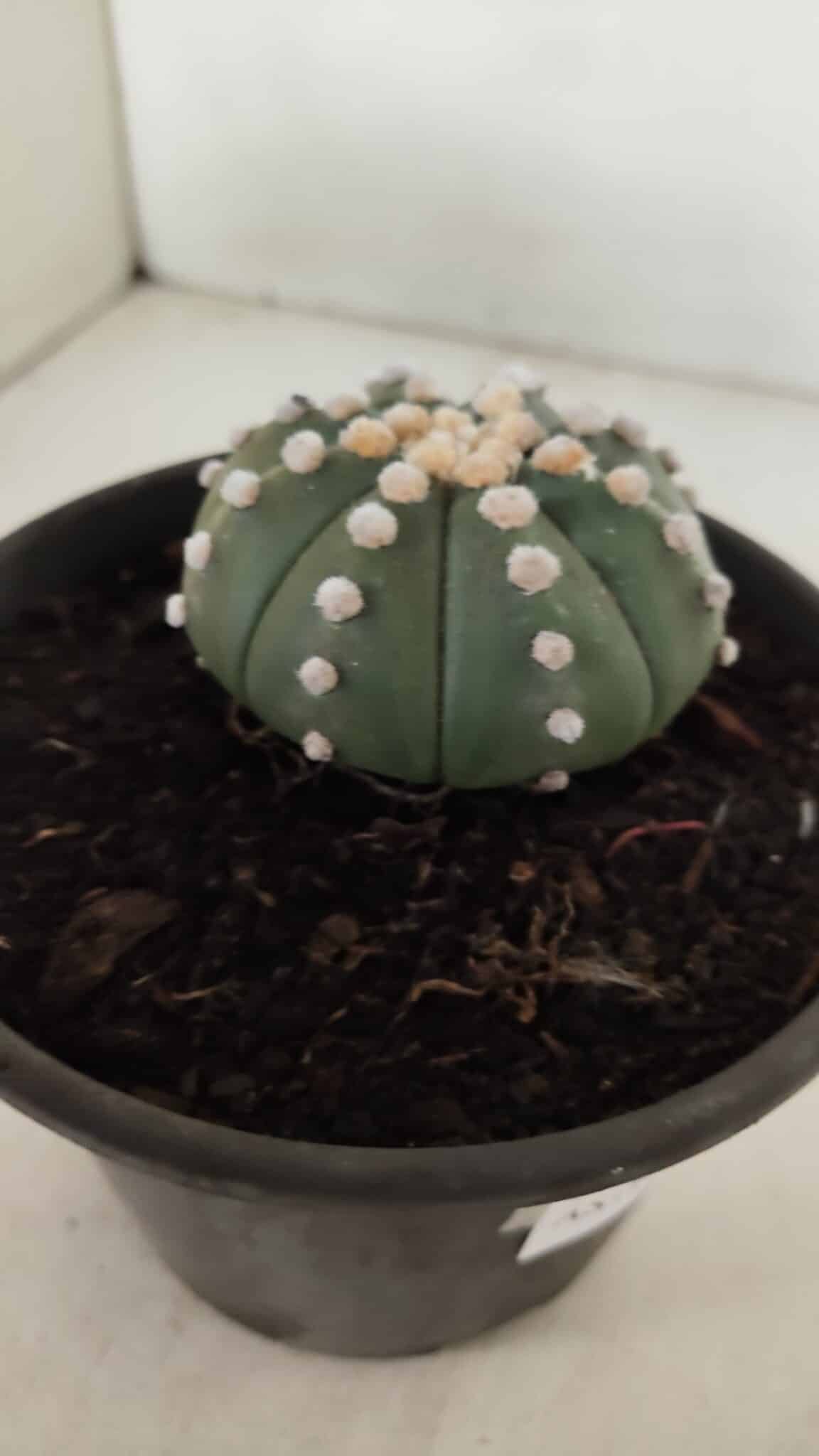 ASTROPHYTUM ASTERIAS "NUDUM"  Nº 883 – vaso 15