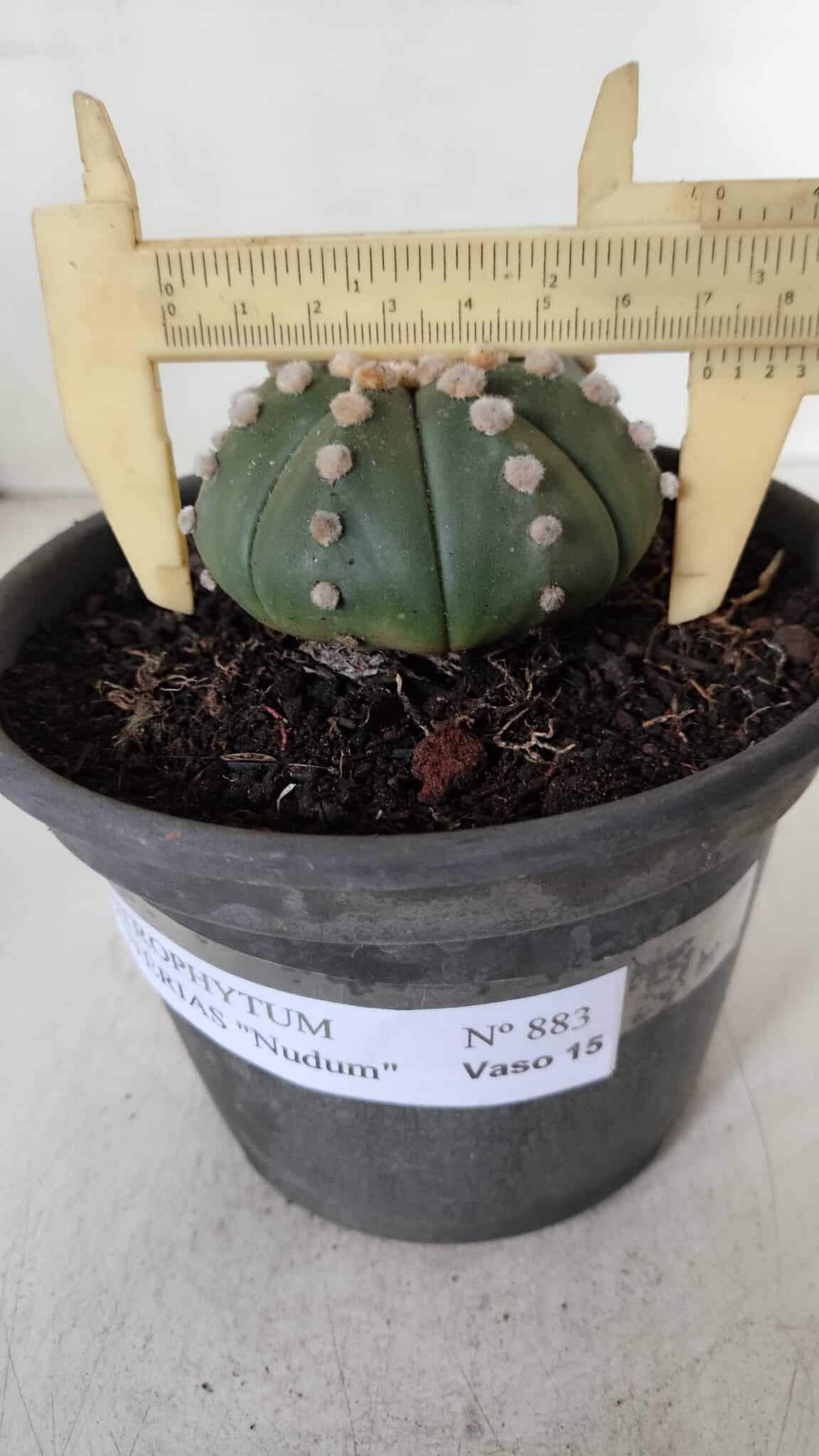 ASTROPHYTUM ASTERIAS "NUDUM"  Nº 883 – vaso 15
