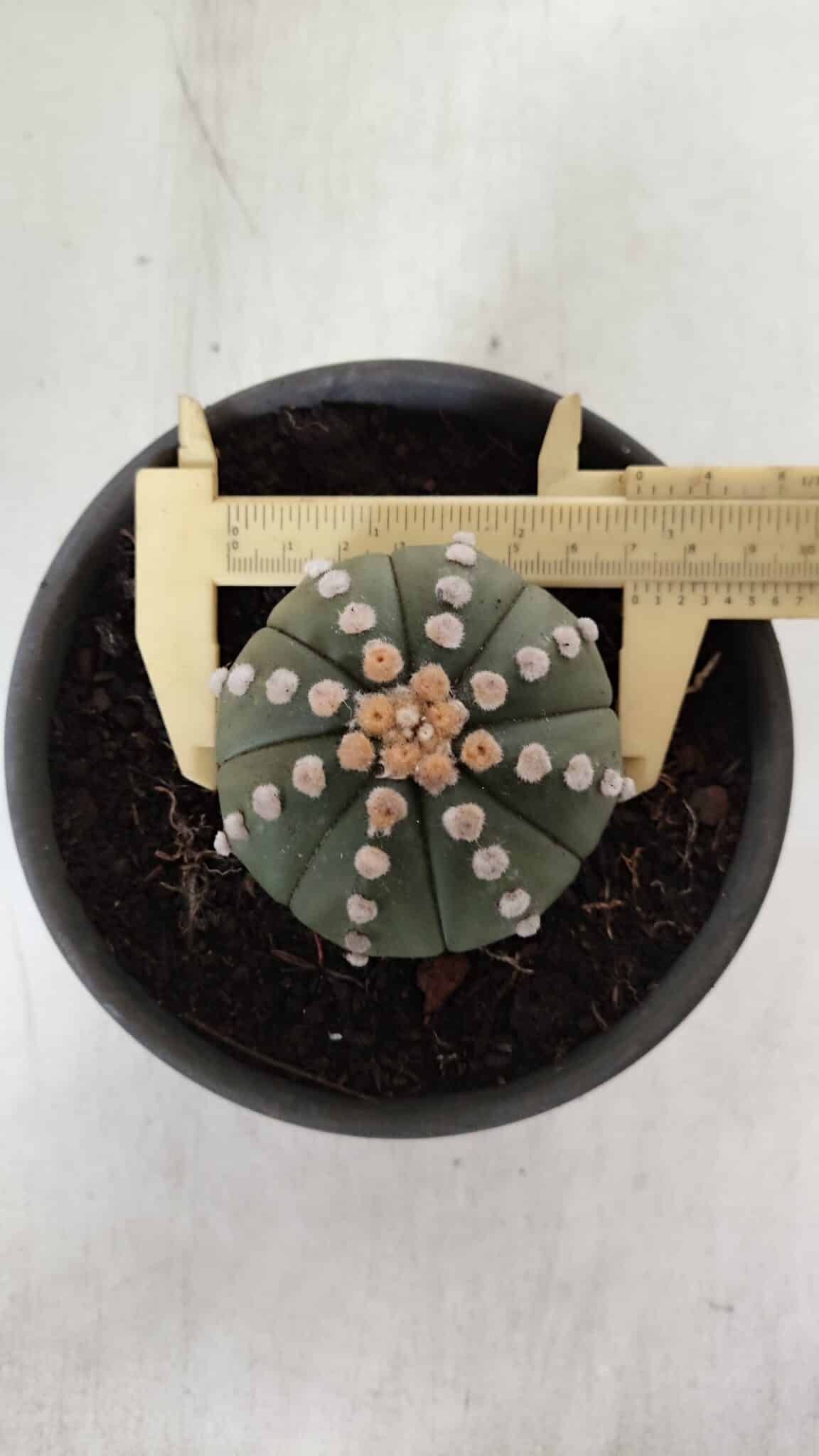 ASTROPHYTUM ASTERIAS "NUDUM"  Nº 883 – vaso 15