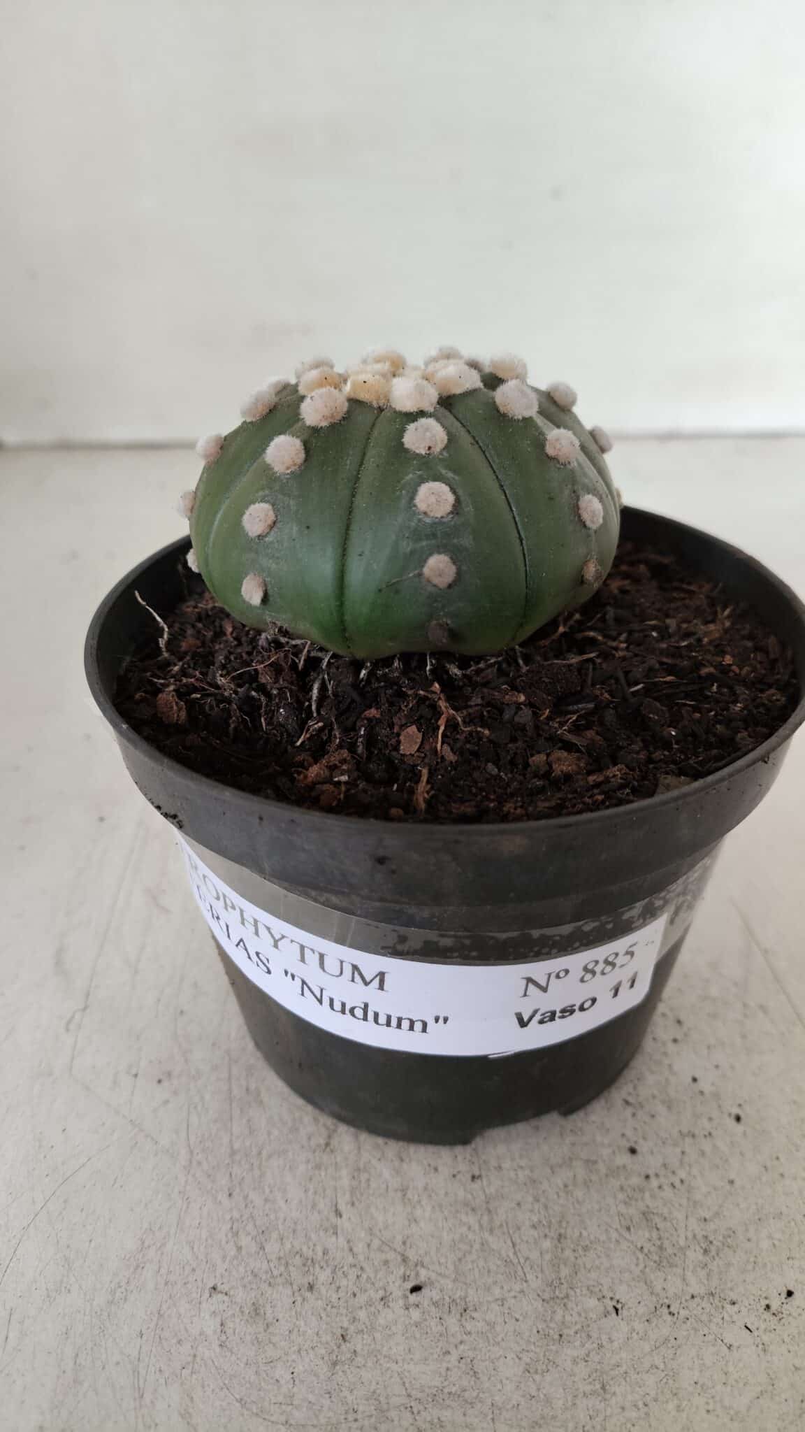 ASTROPHYTUM ASTERIAS "NUDUM"  Nº 885 – vaso 11