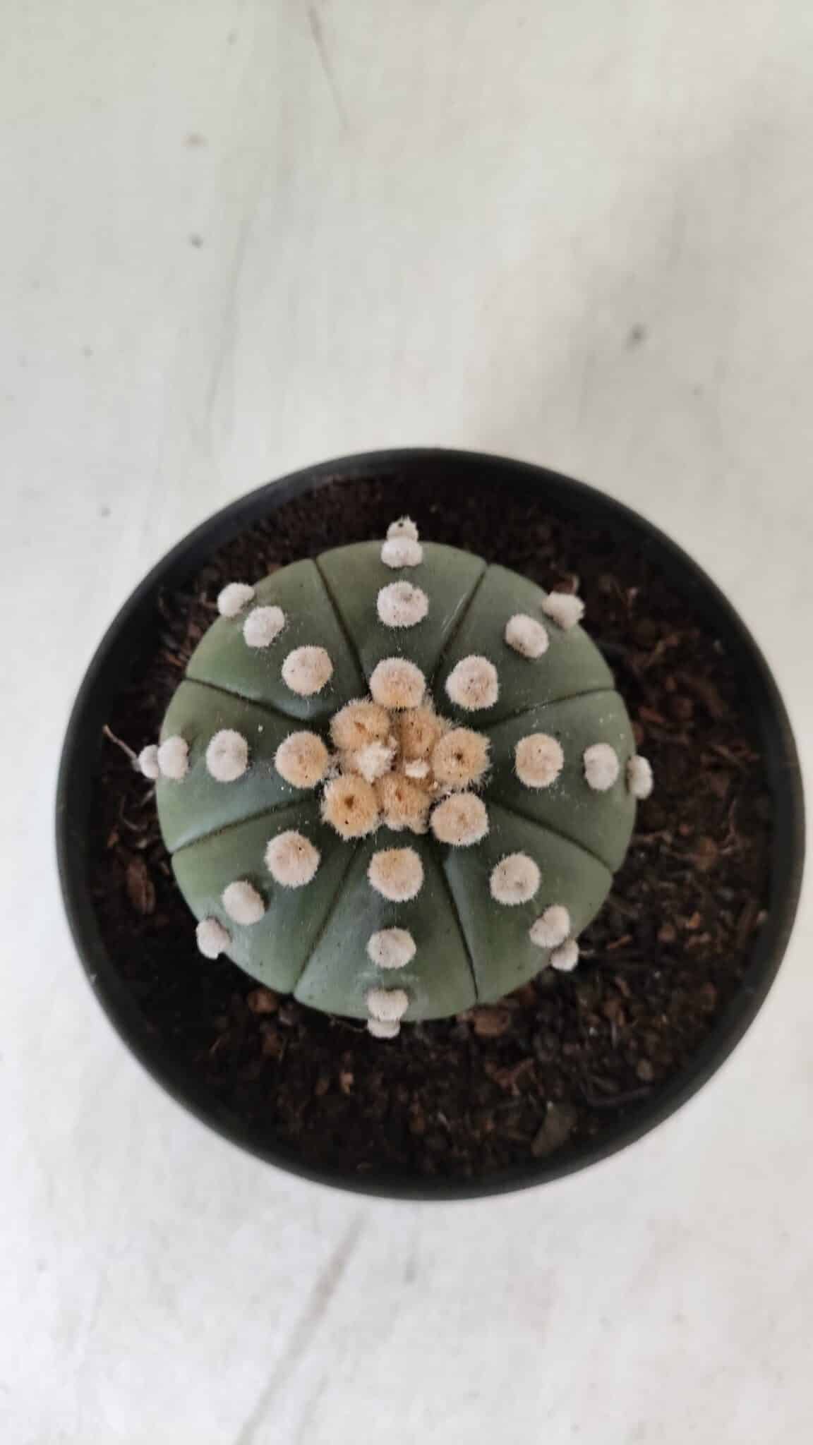 ASTROPHYTUM ASTERIAS "NUDUM"  Nº 885 – vaso 11