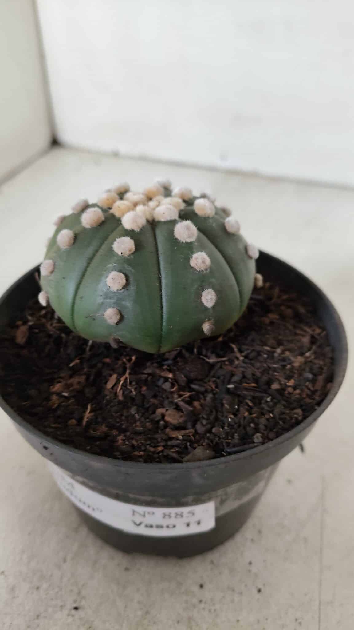 ASTROPHYTUM ASTERIAS "NUDUM"  Nº 885 – vaso 11