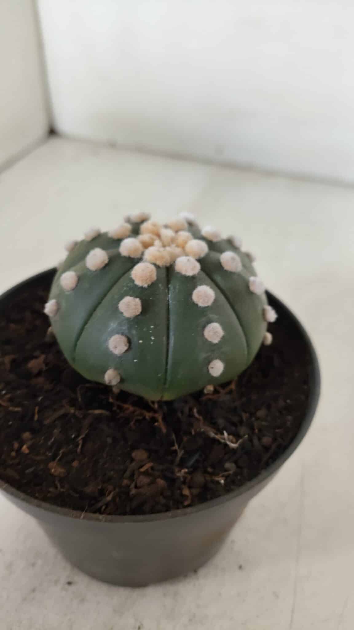 ASTROPHYTUM ASTERIAS "NUDUM"  Nº 885 – vaso 11