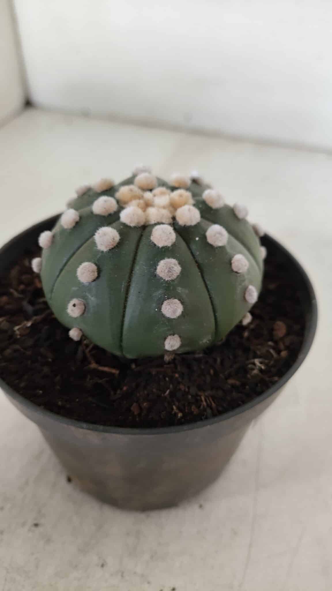 ASTROPHYTUM ASTERIAS "NUDUM"  Nº 885 – vaso 11