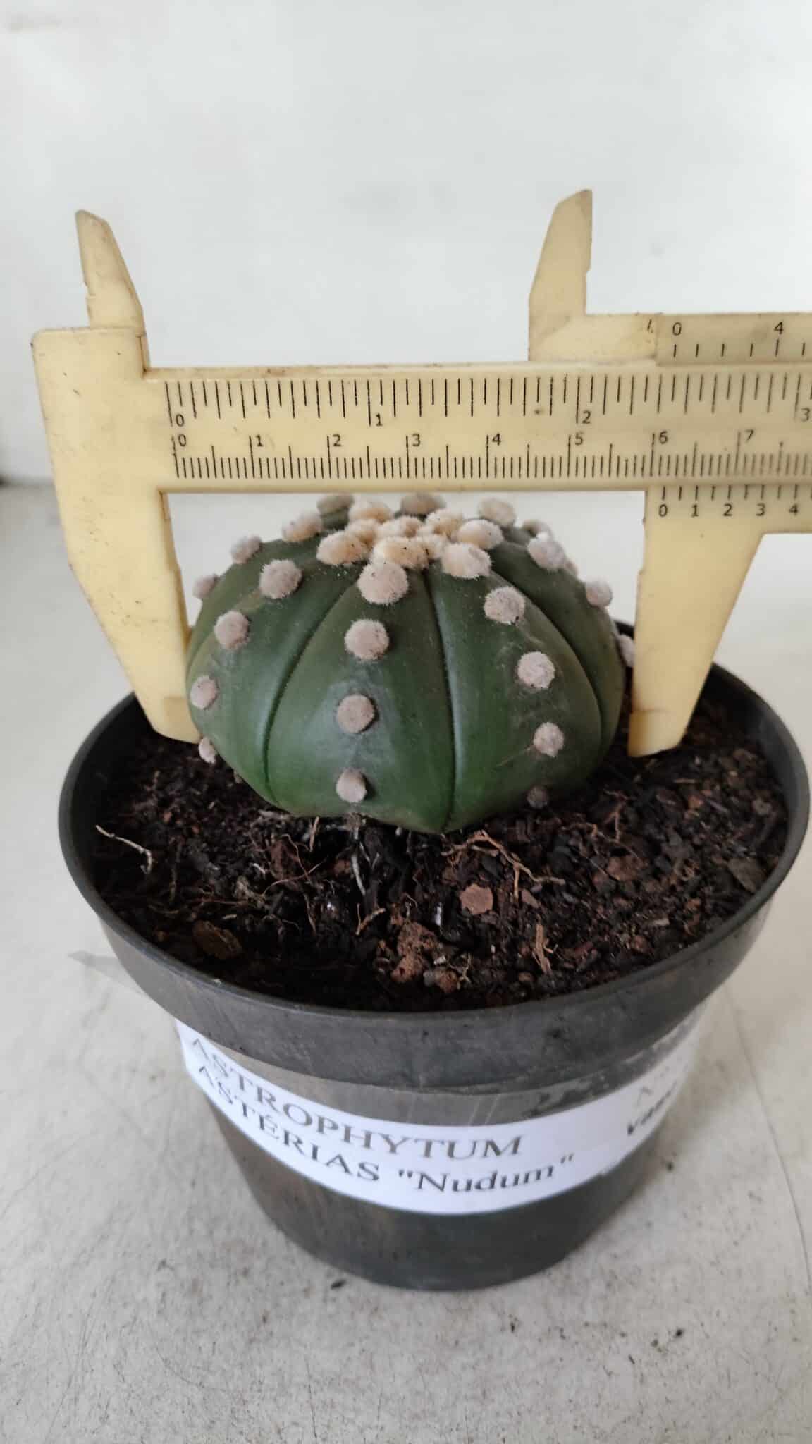 ASTROPHYTUM ASTERIAS "NUDUM"  Nº 885 – vaso 11