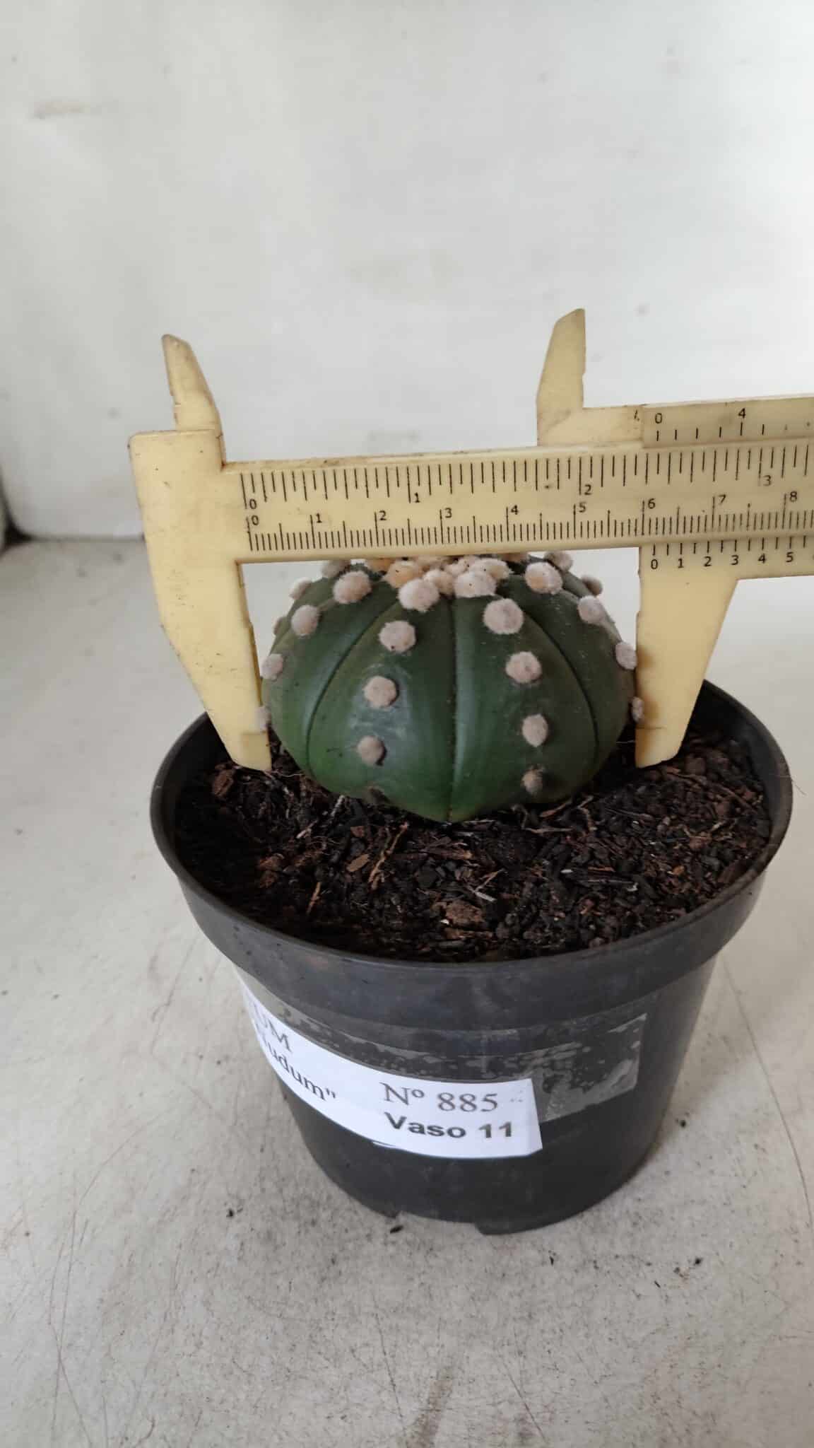 ASTROPHYTUM ASTERIAS "NUDUM"  Nº 885 – vaso 11
