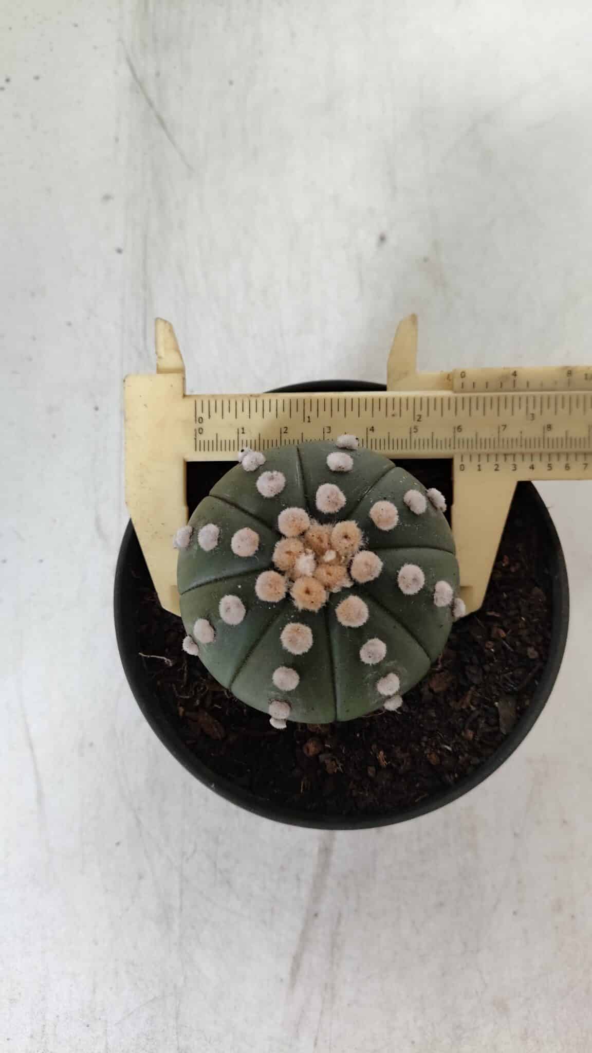 ASTROPHYTUM ASTERIAS "NUDUM"  Nº 885 – vaso 11
