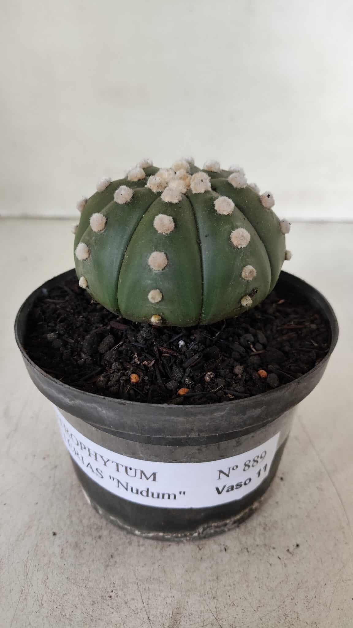 ASTROPHYTUM ASTERIAS "NUDUM"  Nº 889 – vaso 11